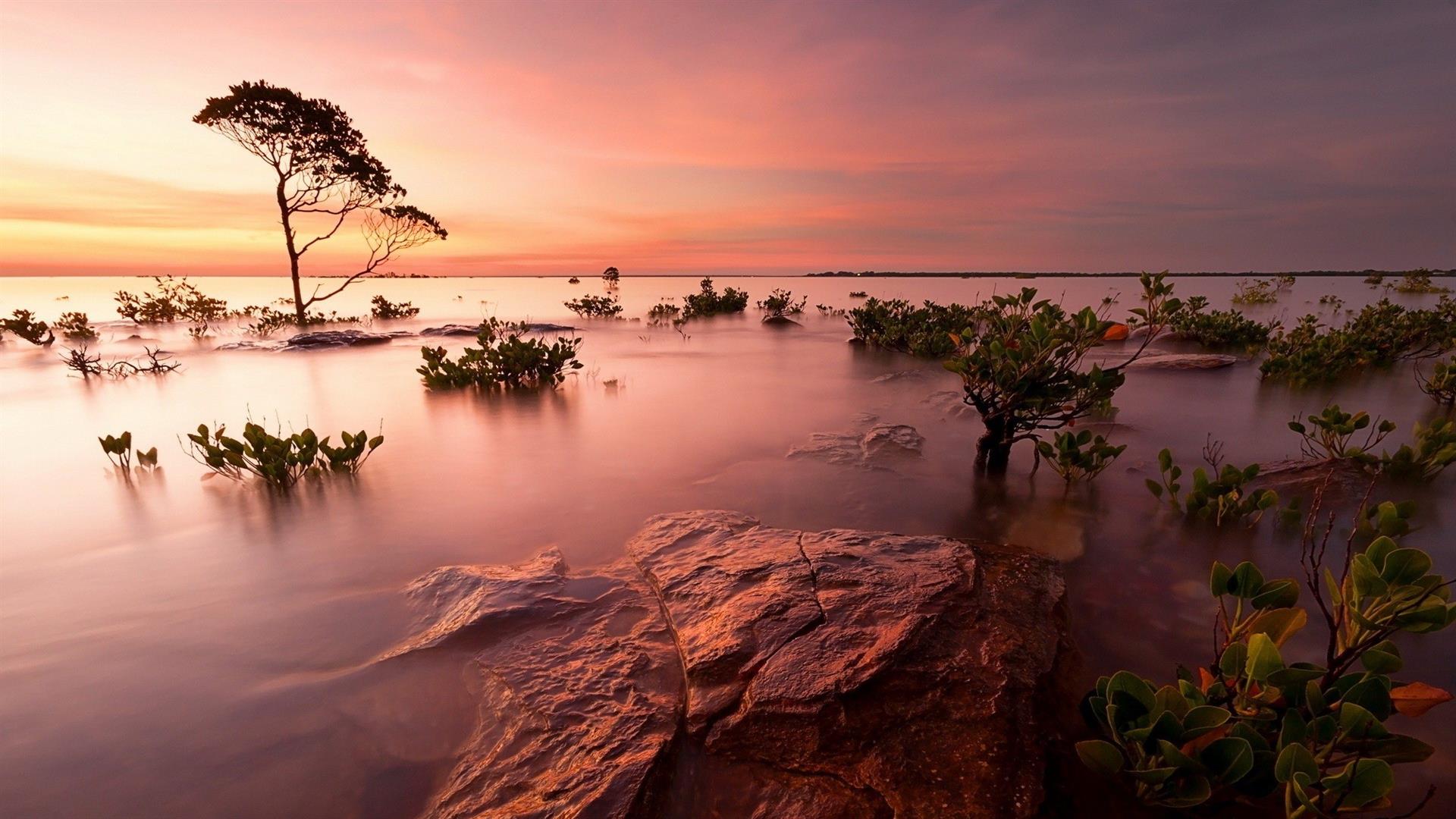 Free download wallpaper Sunset, Tree, Ocean, Earth, Coastline on your PC desktop