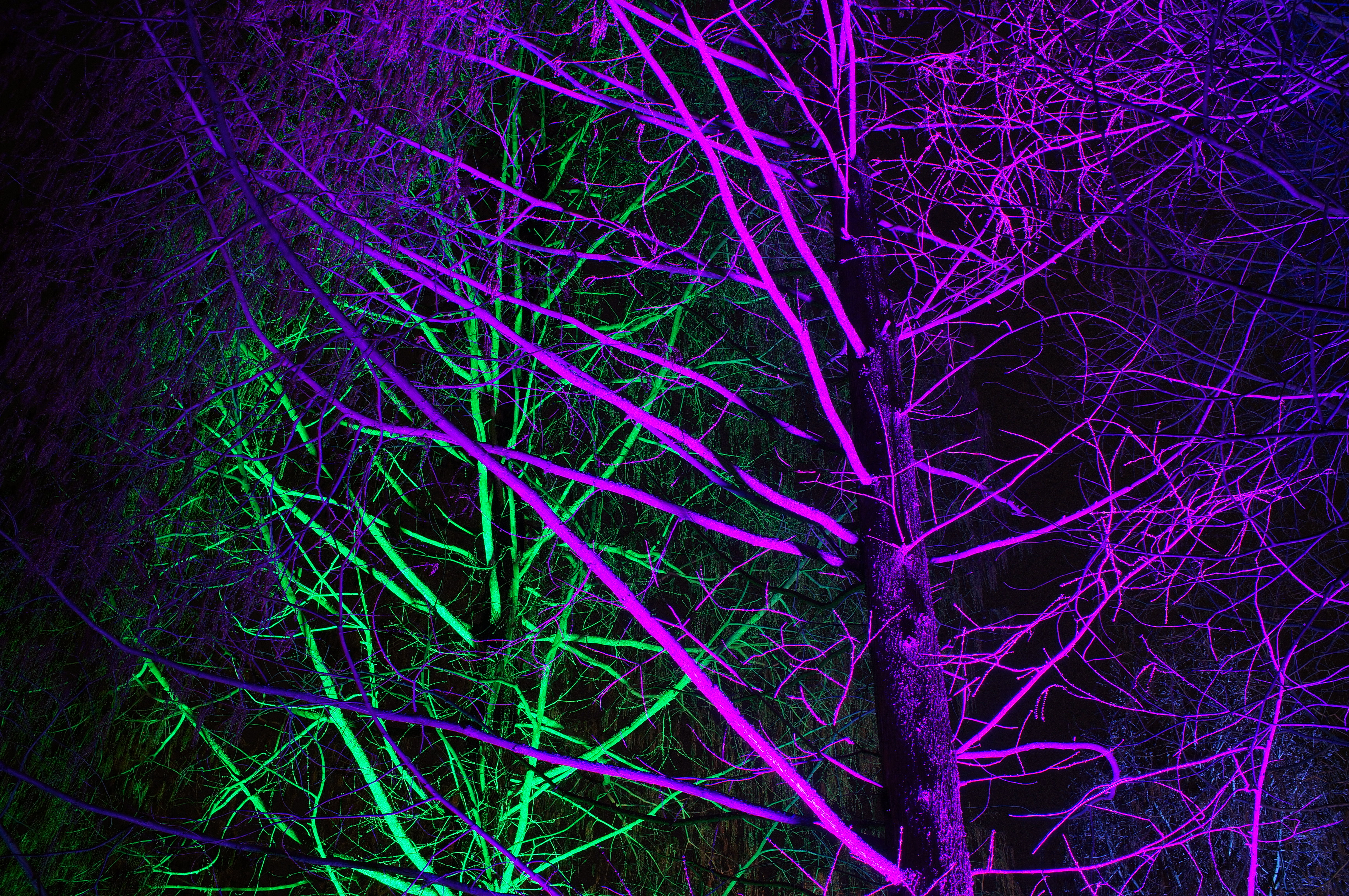 backlight, neon, purple, green, trees, violet, dark, illumination HD wallpaper
