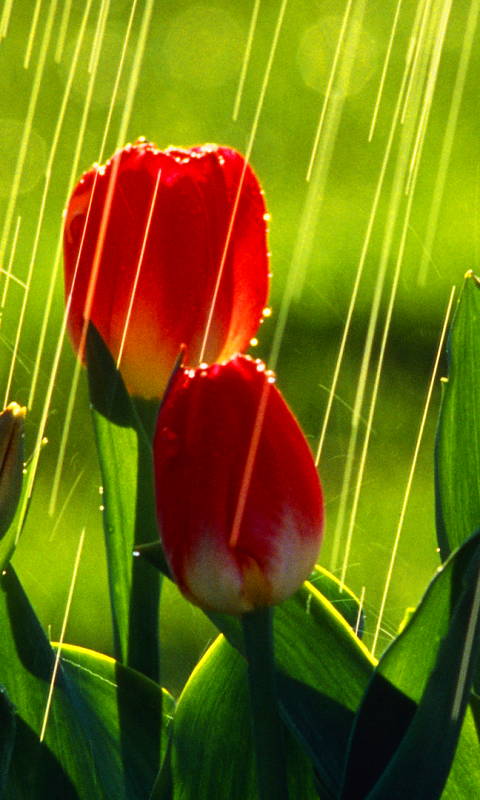 Téléchargez des papiers peints mobile Fleurs, Fleur, Tulipe, Terre/nature gratuitement.