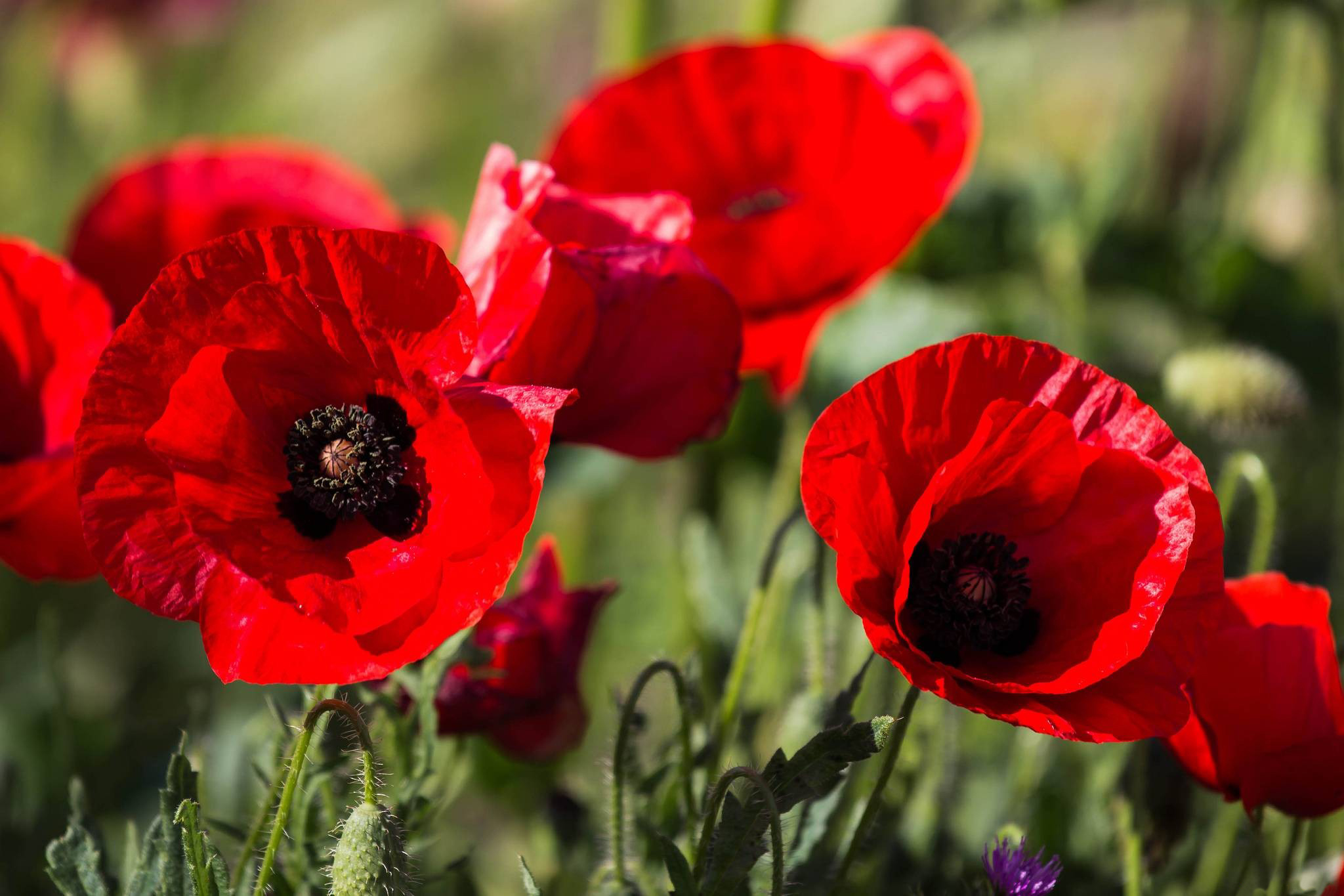 Téléchargez des papiers peints mobile Coquelicot, Fleurs, Fleur, Terre/nature gratuitement.