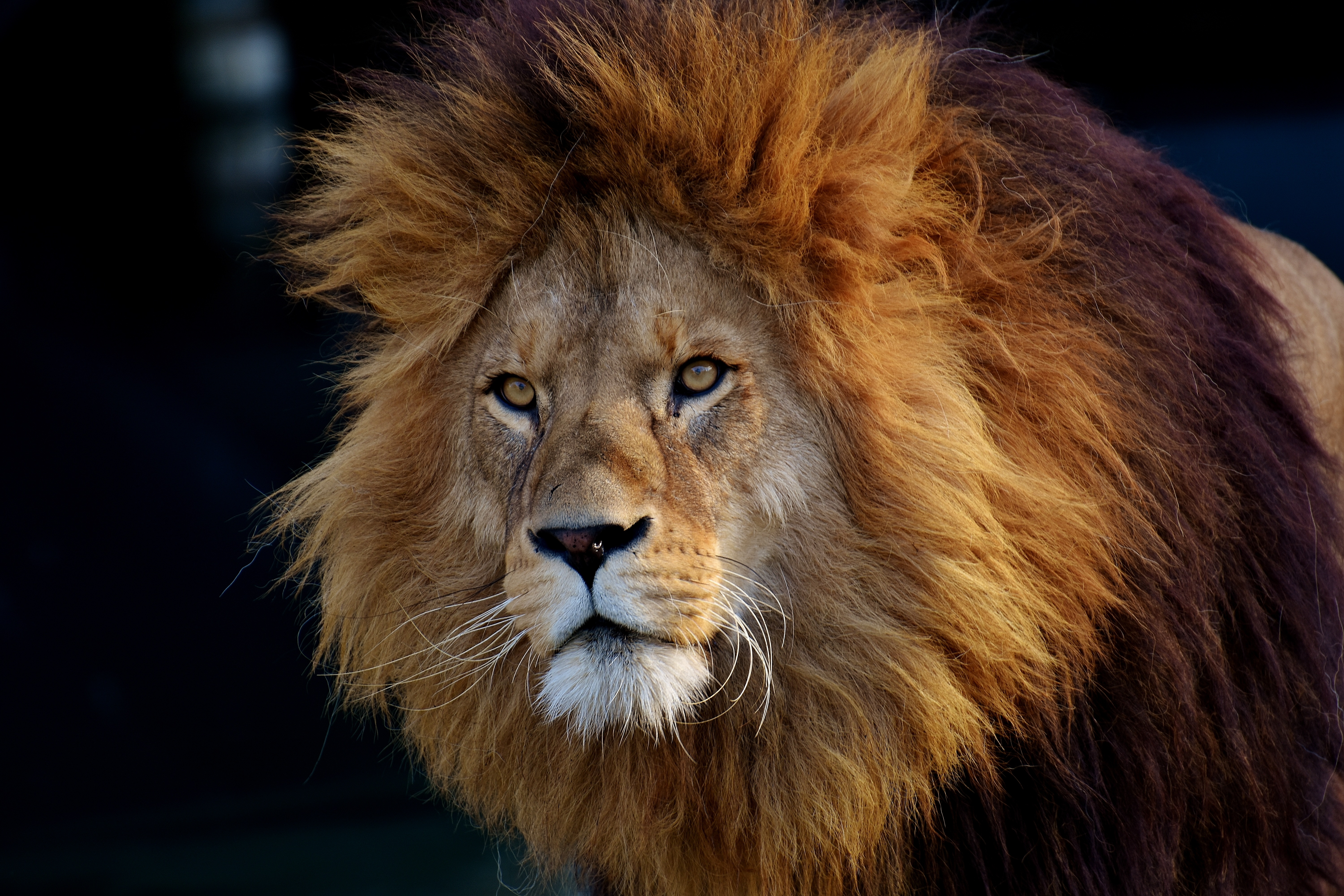 156867 descargar imagen depredador, animales, bozal, un leon, león: fondos de pantalla y protectores de pantalla gratis