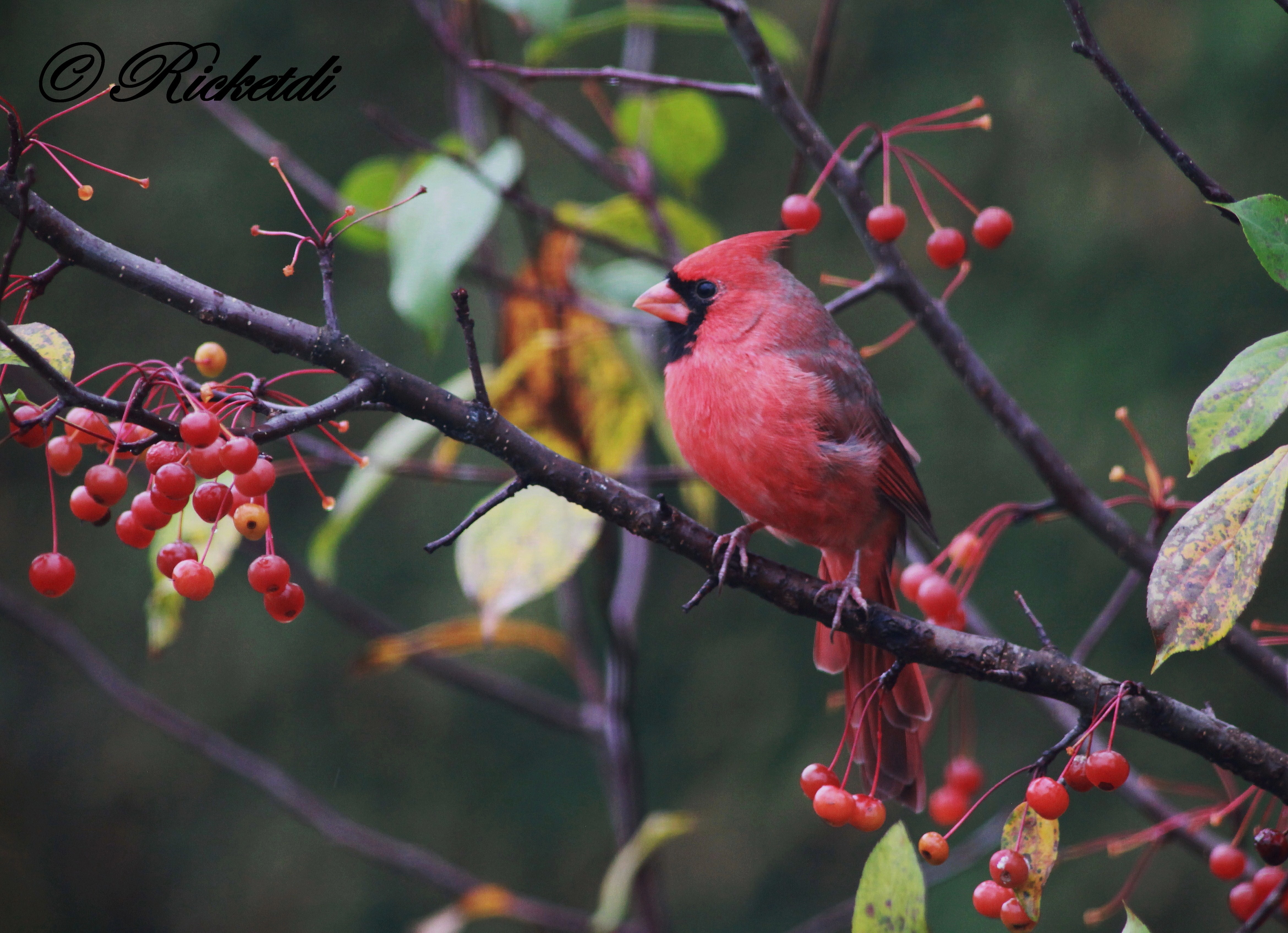 353869 Hintergrundbild herunterladen tiere, kardinal, vogel, sperling, vögel - Bildschirmschoner und Bilder kostenlos