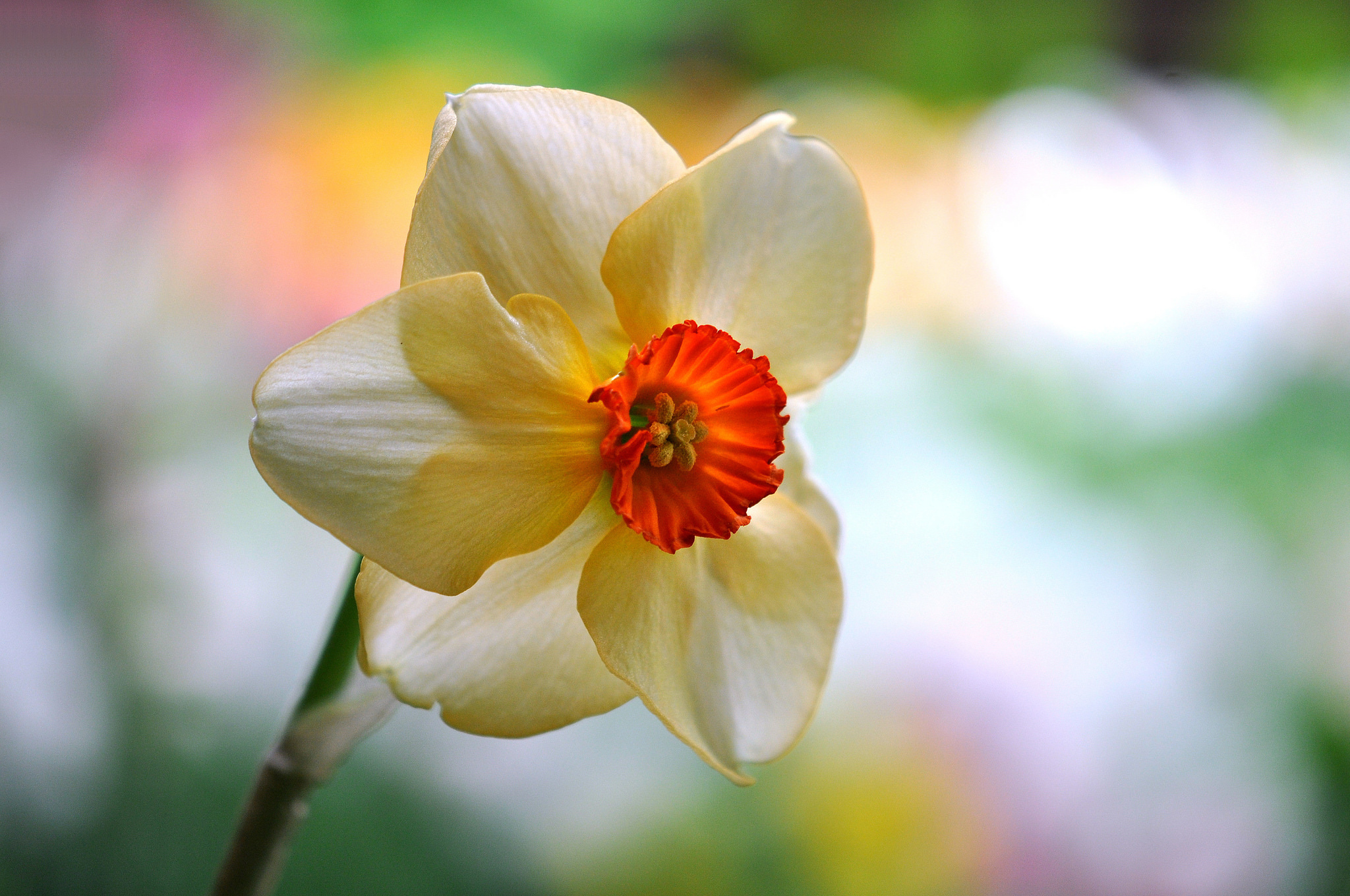 Download mobile wallpaper Flowers, Flower, Macro, Blur, Earth, White Flower, Daffodil for free.