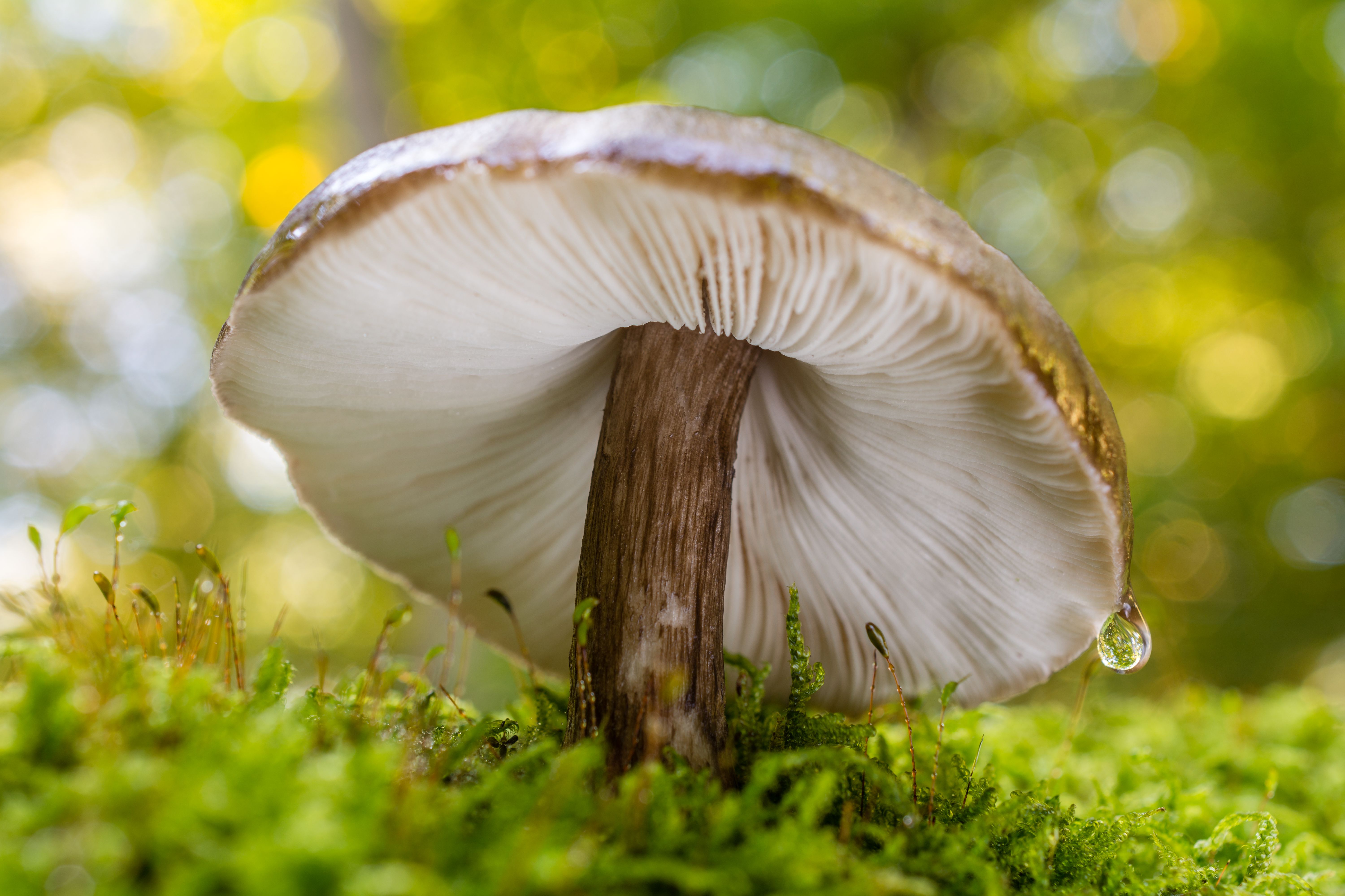 722703 Fonds d'écran et Champignon images sur le bureau. Téléchargez les économiseurs d'écran  sur PC gratuitement