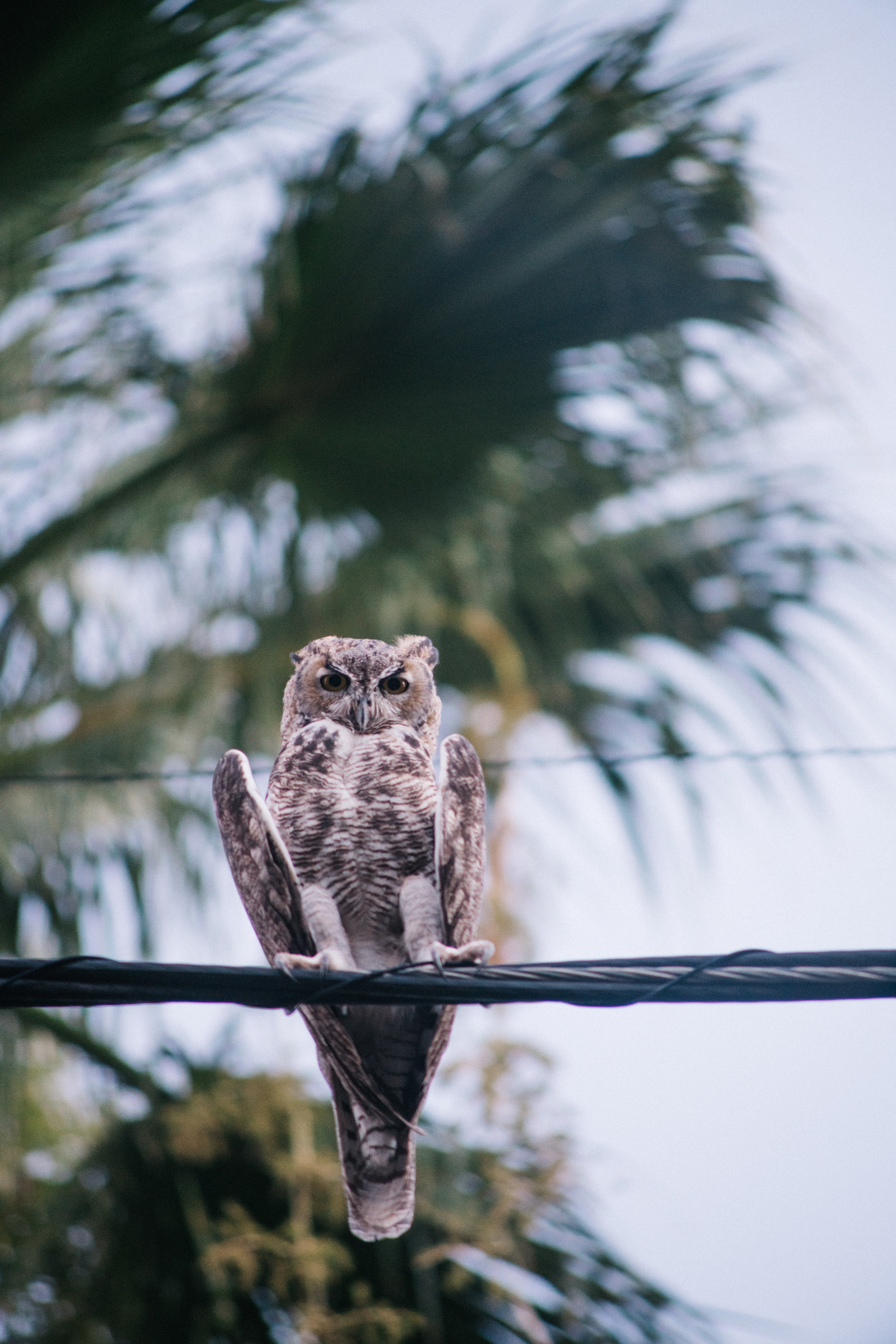 Download mobile wallpaper Smooth, Animals, Wire, Bird, Wires, Blur, Owl for free.