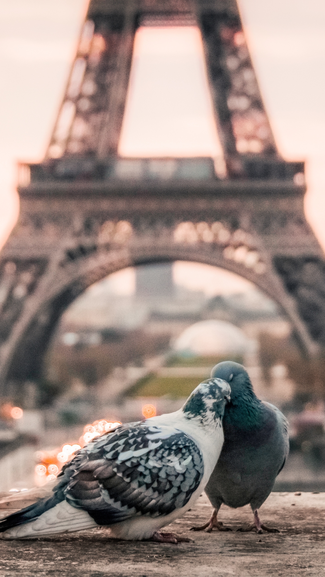 Download mobile wallpaper Birds, Paris, Eiffel Tower, Bird, Couple, Animal, Pigeon, Depth Of Field for free.