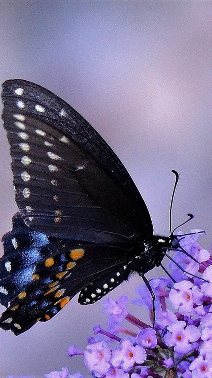 Baixar papel de parede para celular de Animais, Flor, Inseto, Borboleta, Flor Roxa gratuito.