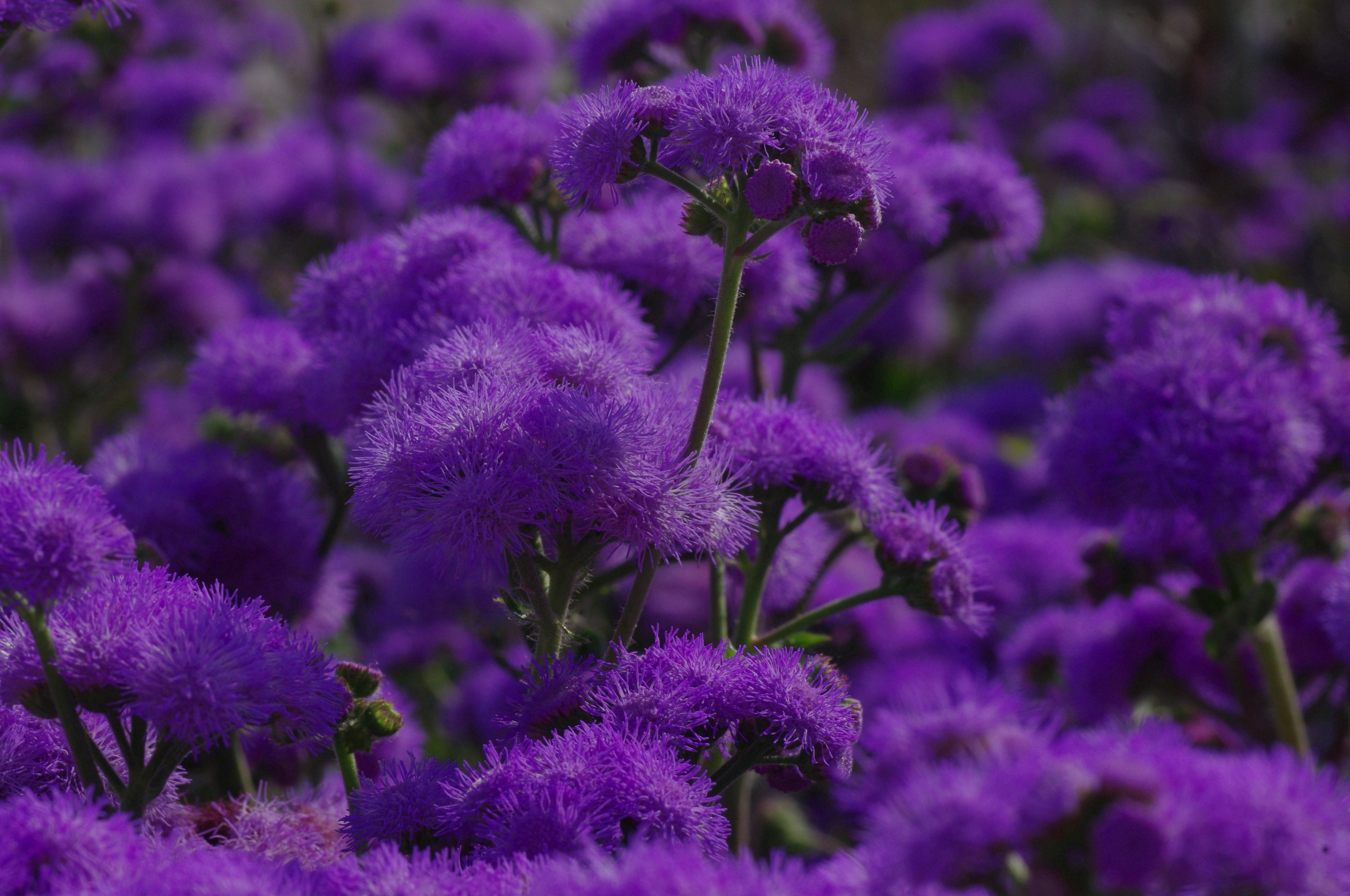 Download mobile wallpaper Plant, Macro, Flowers, Violet, Purple for free.