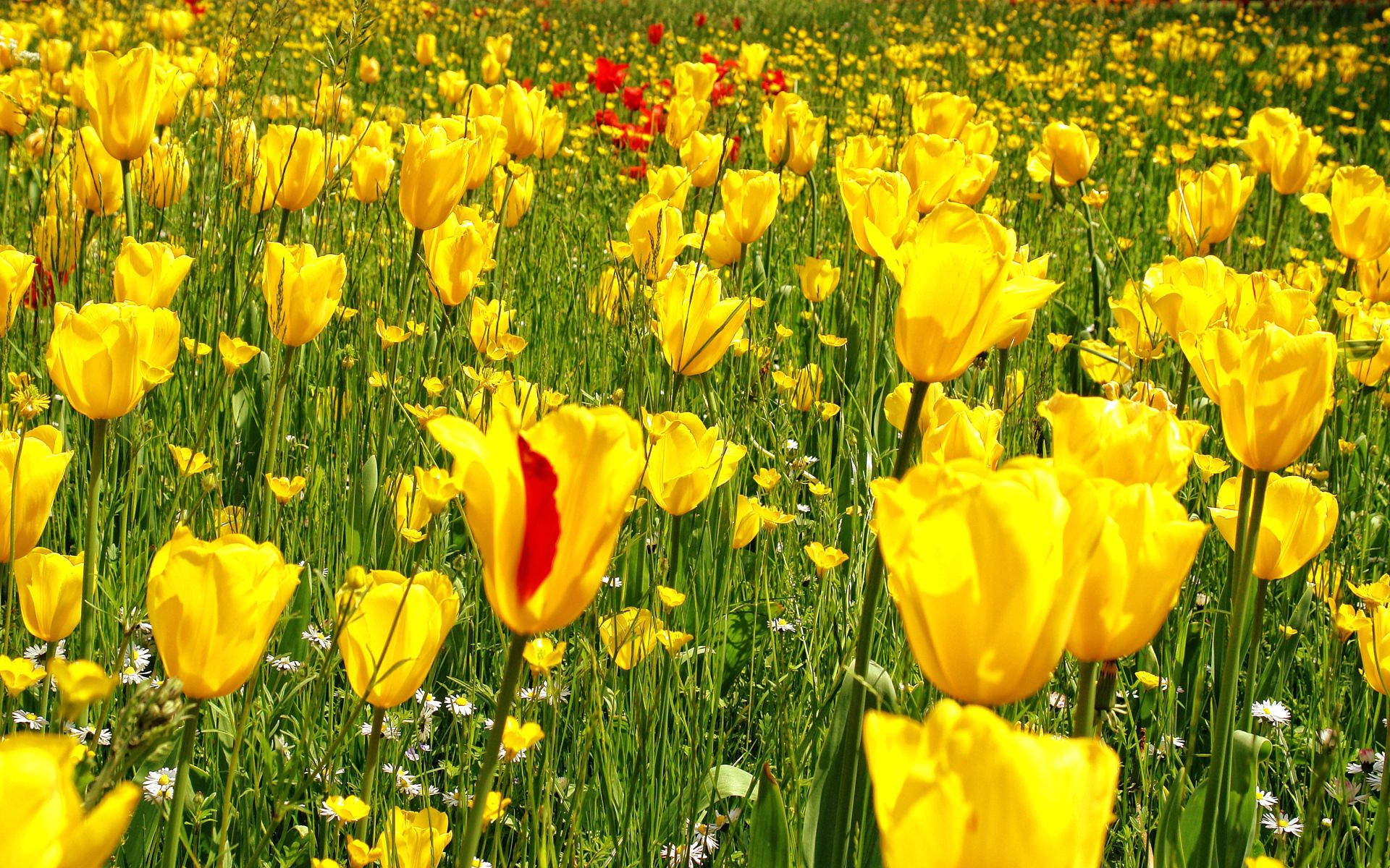 Téléchargez gratuitement l'image Pré, Nature, Camomille, Herbe, Pissenlits, Tulipes, Fleurs sur le bureau de votre PC