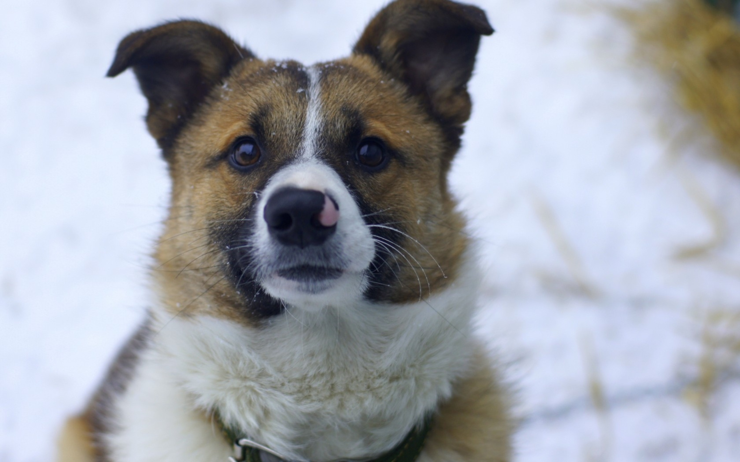 PCデスクトップに動物, 犬画像を無料でダウンロード