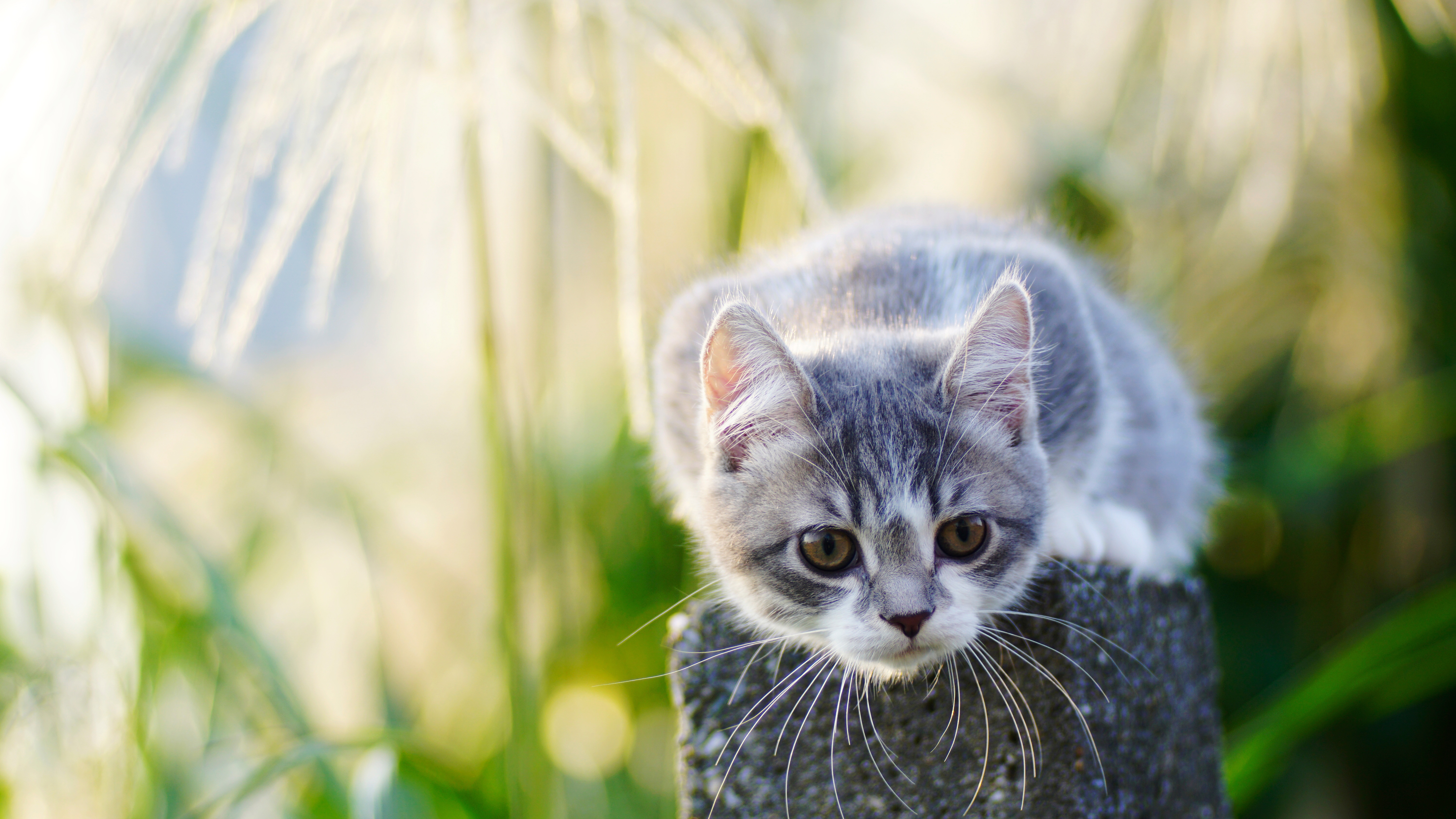 Handy-Wallpaper Tiere, Katzen, Katze, Tiefenschärfe kostenlos herunterladen.