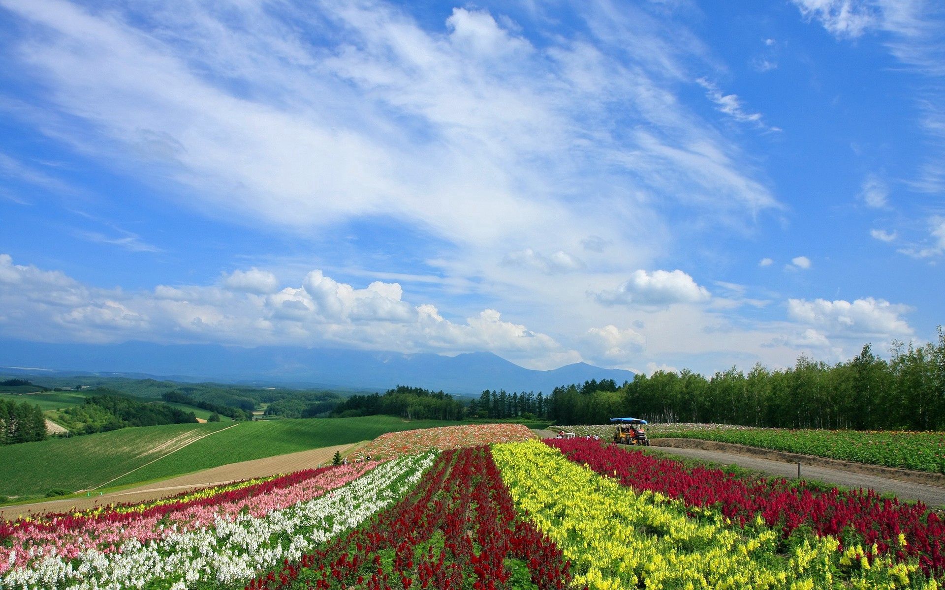 141013 скачать картинку природа, цветы, маки, поле, япония, плантация, ряды - обои и заставки бесплатно
