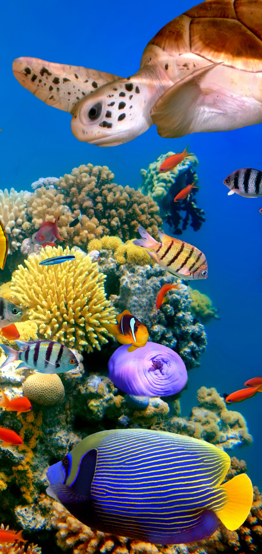 1164339 baixar papel de parede animais, peixe, tartaruga, recife de corais, embaixo da agua, peixes - protetores de tela e imagens gratuitamente