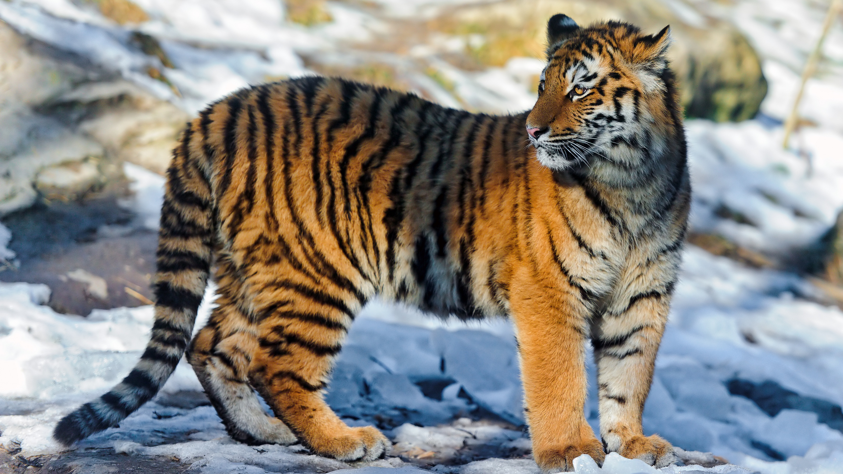 Baixe gratuitamente a imagem Animais, Gatos, Tigre na área de trabalho do seu PC