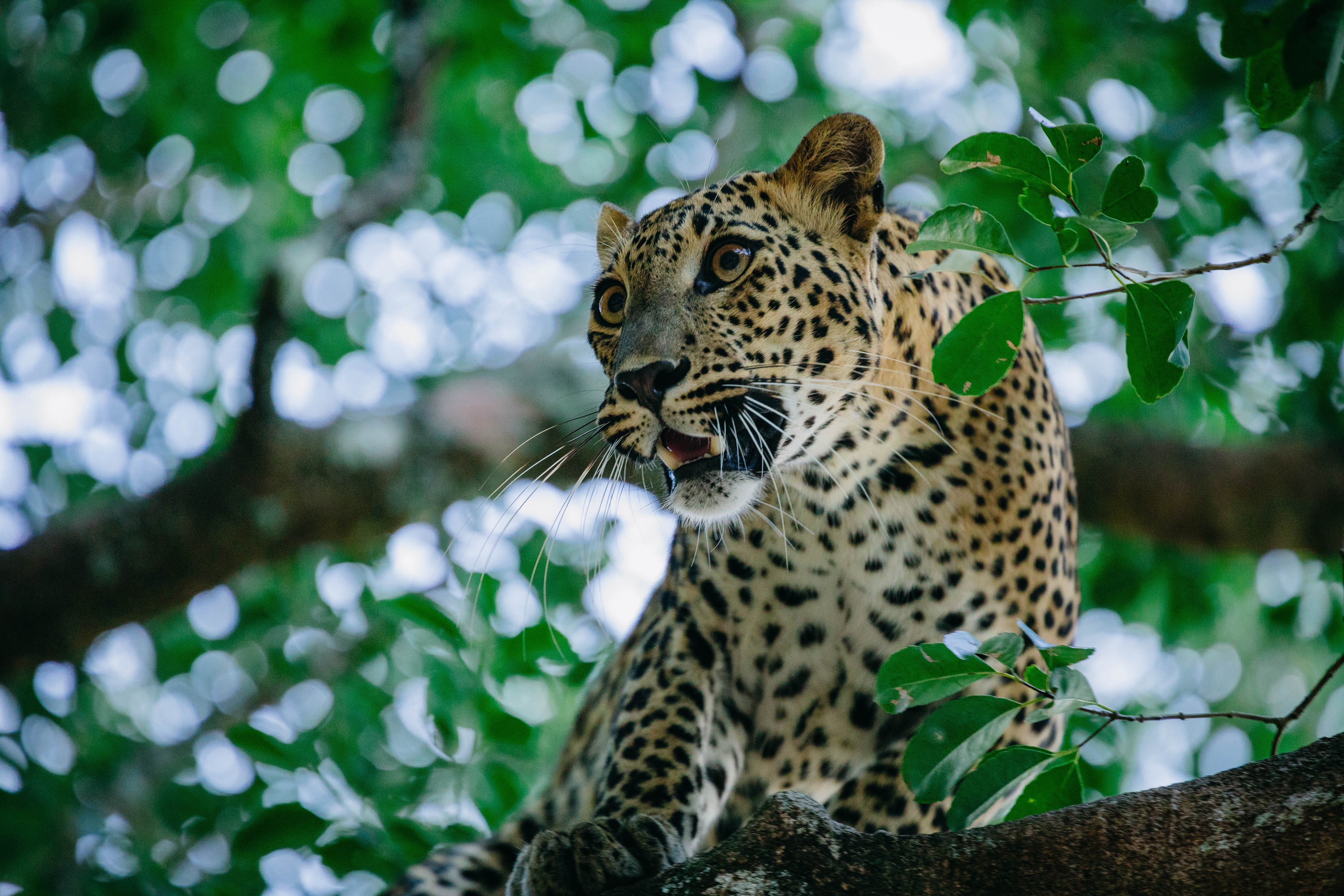 Handy-Wallpaper Tiere, Katzen, Leopard, Bokeh kostenlos herunterladen.