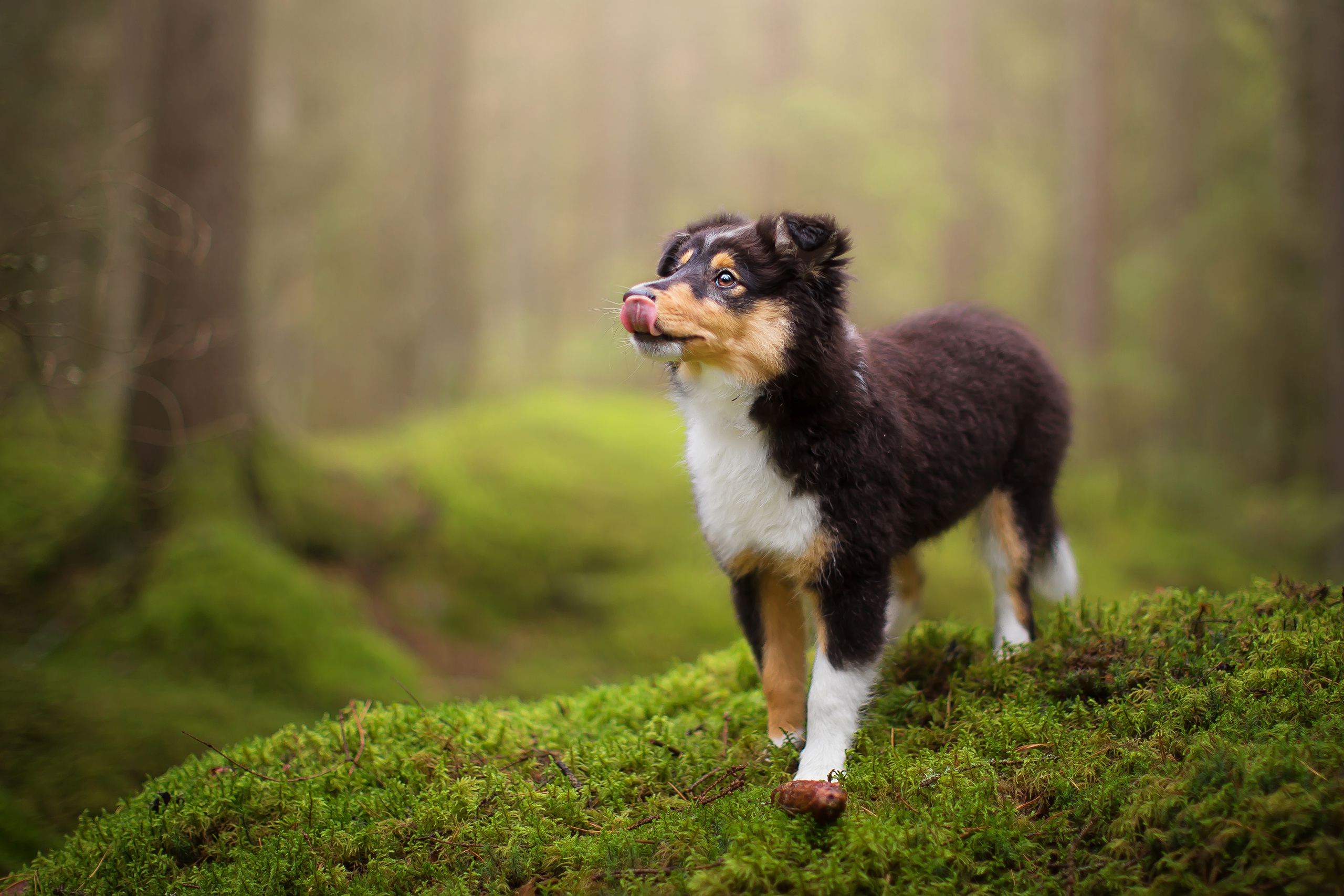 Download mobile wallpaper Dogs, Dog, Animal, Puppy, Moss, Shetland Sheepdog, Baby Animal, Depth Of Field for free.