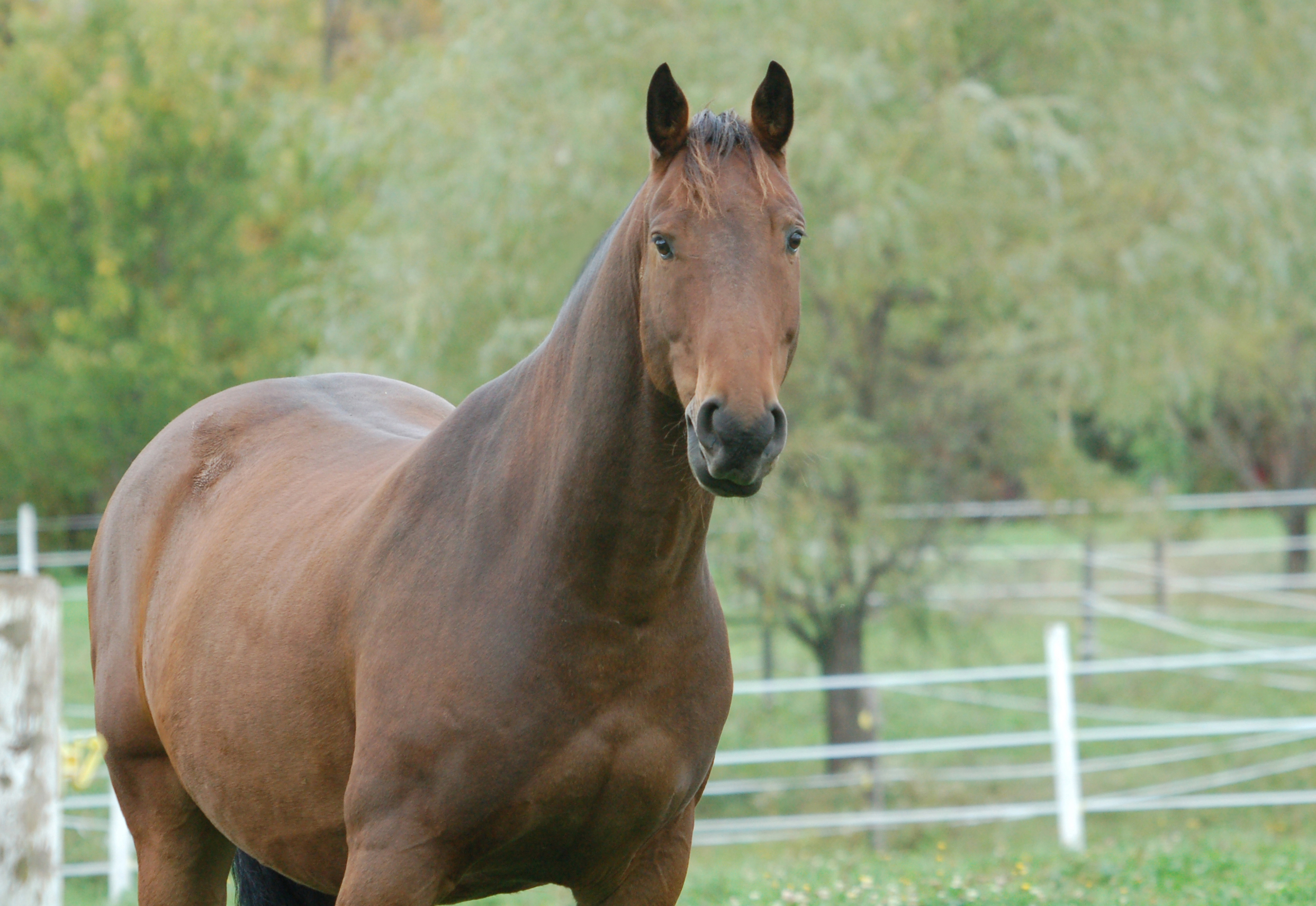 Descarga gratuita de fondo de pantalla para móvil de Animales, Caballo.