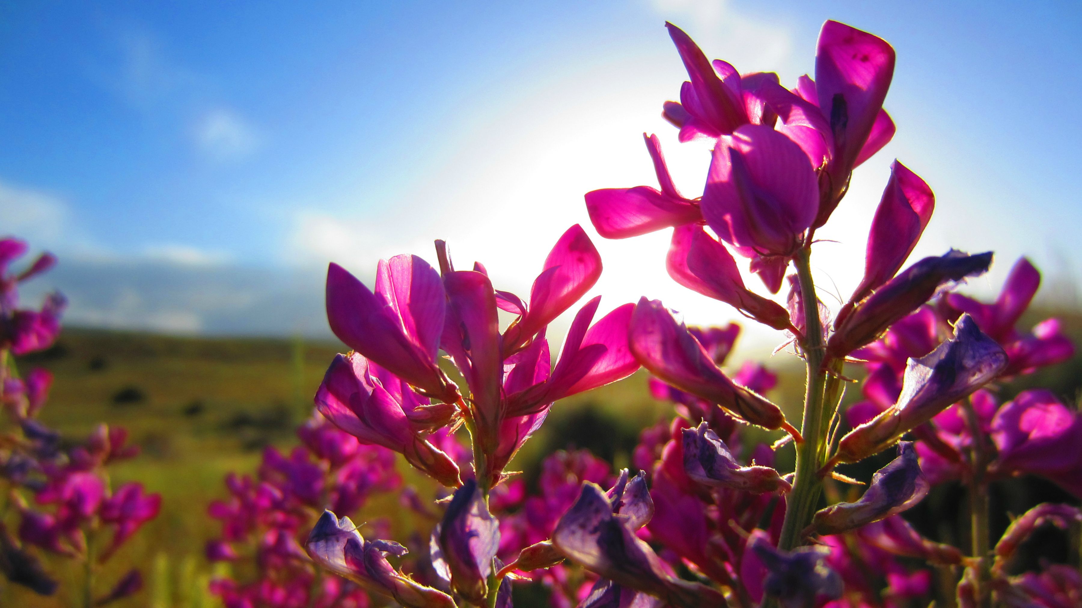 Téléchargez gratuitement l'image Fleurs, Fleur, Terre/nature sur le bureau de votre PC