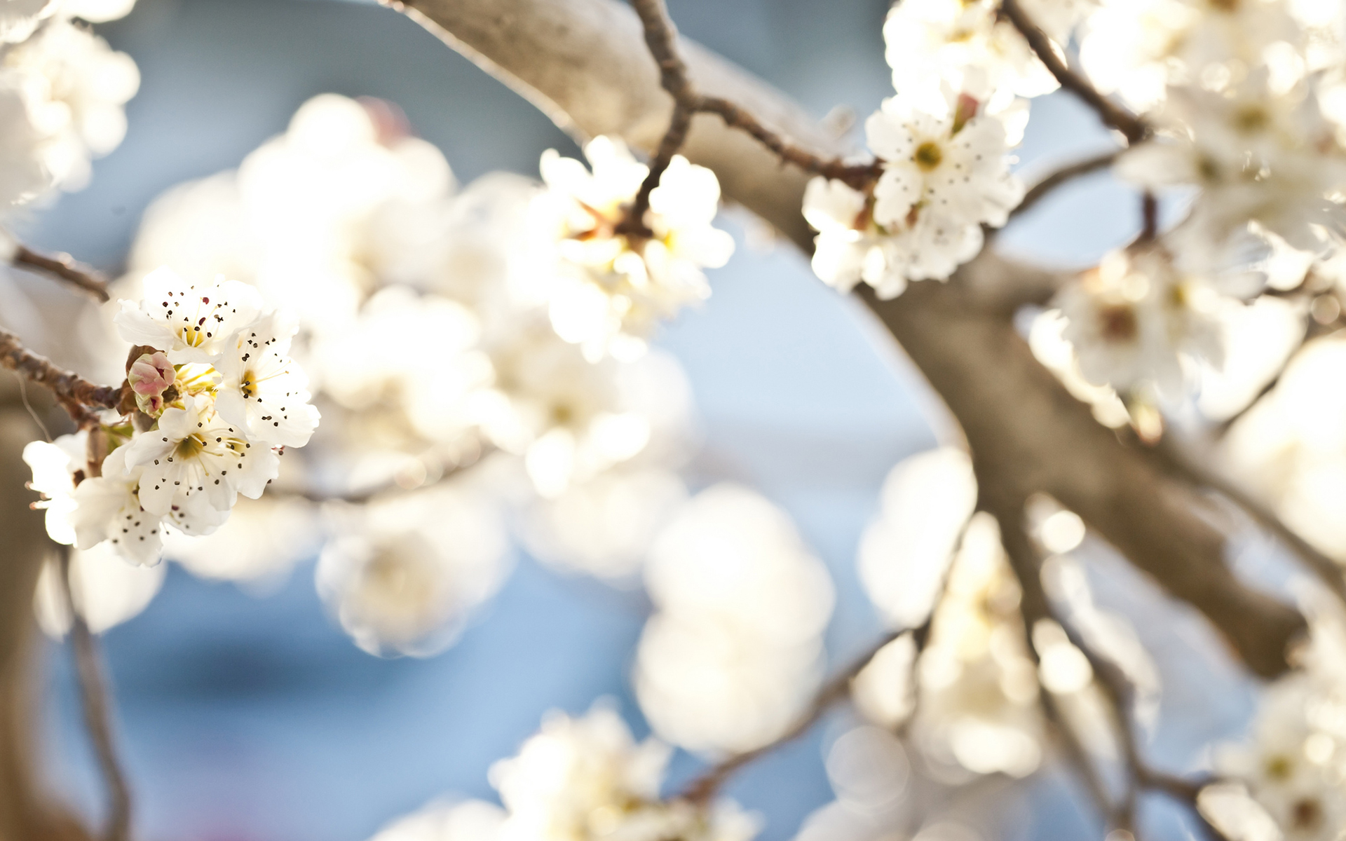 Laden Sie das Blüte, Blumen, Erde/natur-Bild kostenlos auf Ihren PC-Desktop herunter