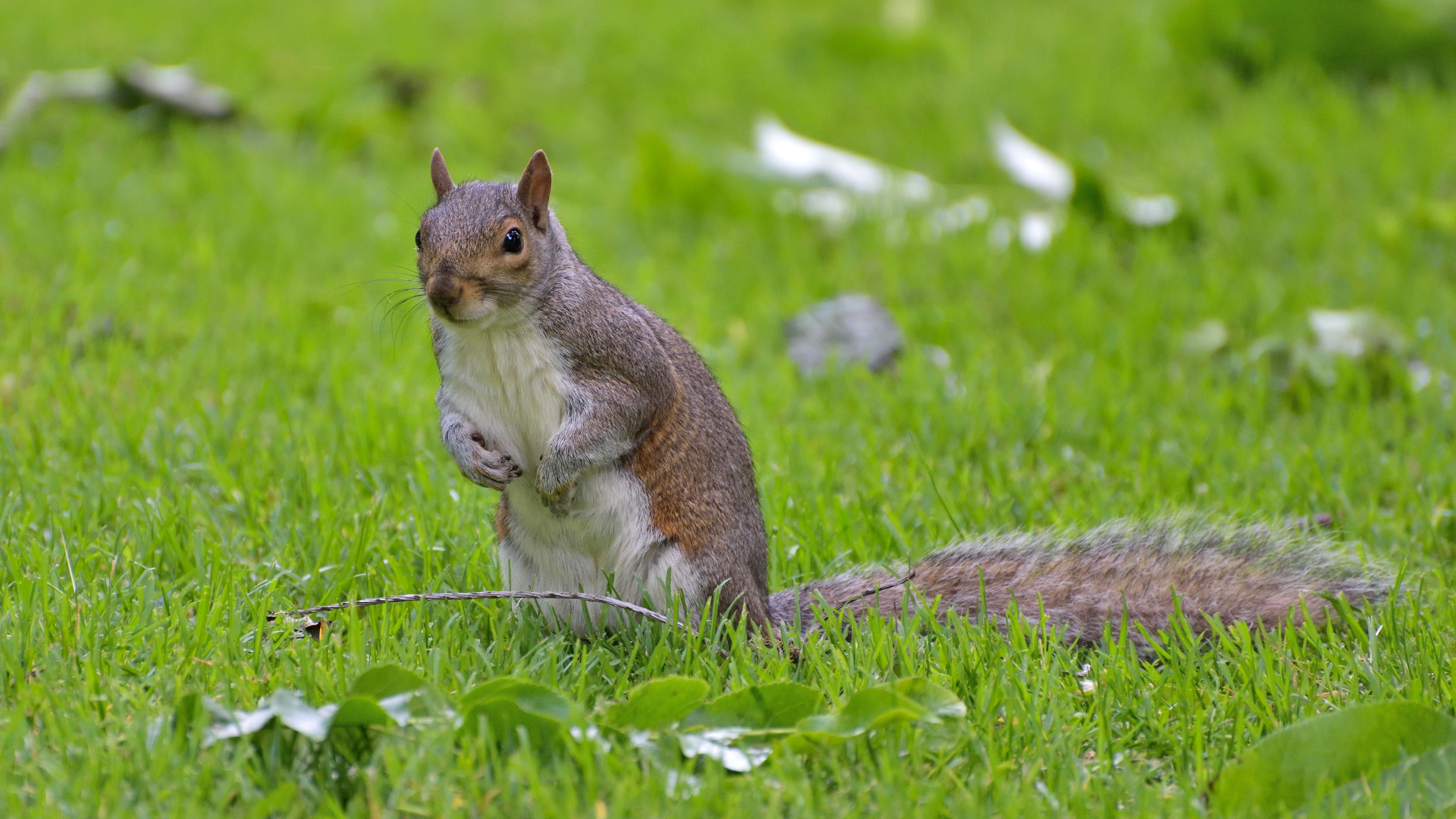 Download mobile wallpaper Squirrel, Grass, Macro, Leaf, Animal, Tail for free.
