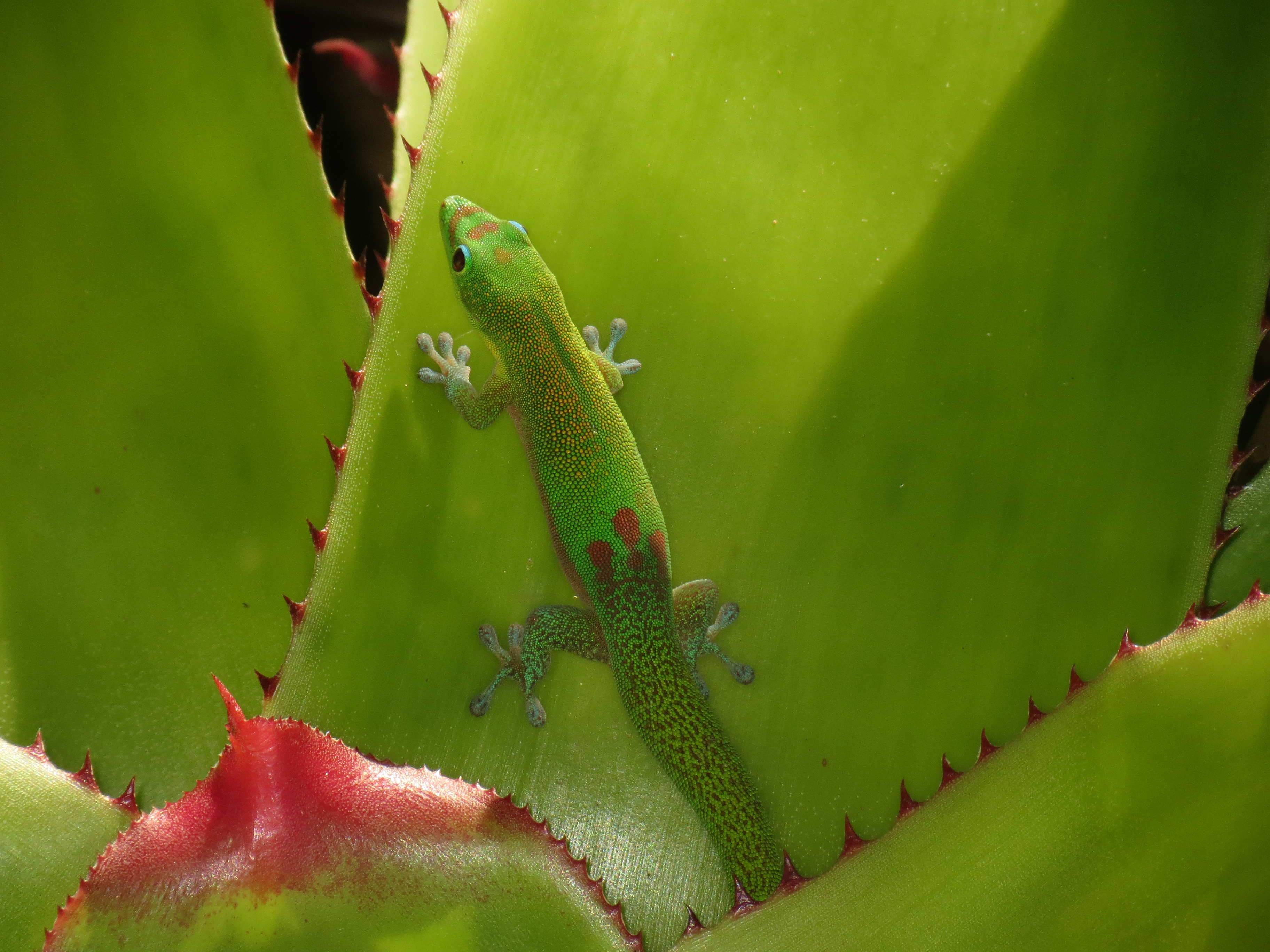 Free download wallpaper Animals, Lizard, Reptile, Gecko on your PC desktop