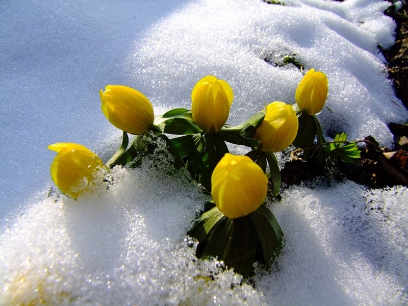 Скачать картинку Снег, Цветы, Растения в телефон бесплатно.