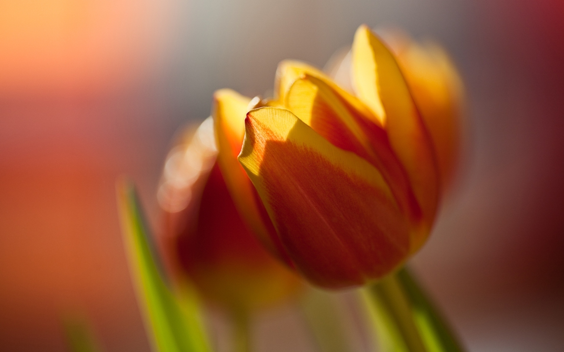 Free download wallpaper Tulips, Flowers, Plants on your PC desktop