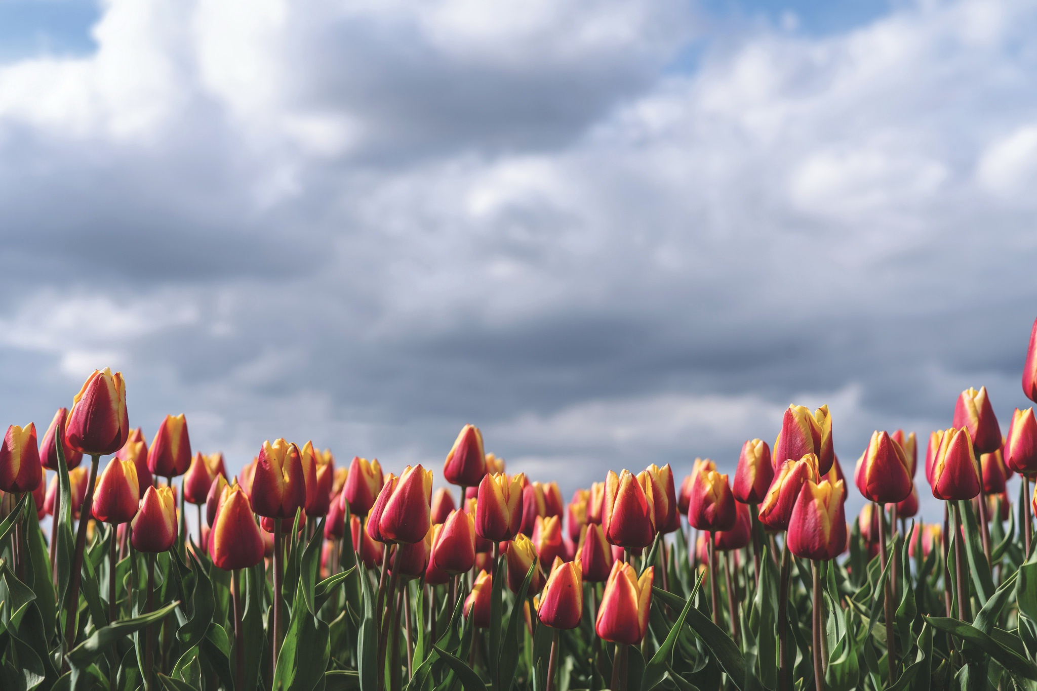 Baixe gratuitamente a imagem Natureza, Flores, Verão, Flor, Nuvem, Tulipa, Flor Vermelha, Terra/natureza na área de trabalho do seu PC