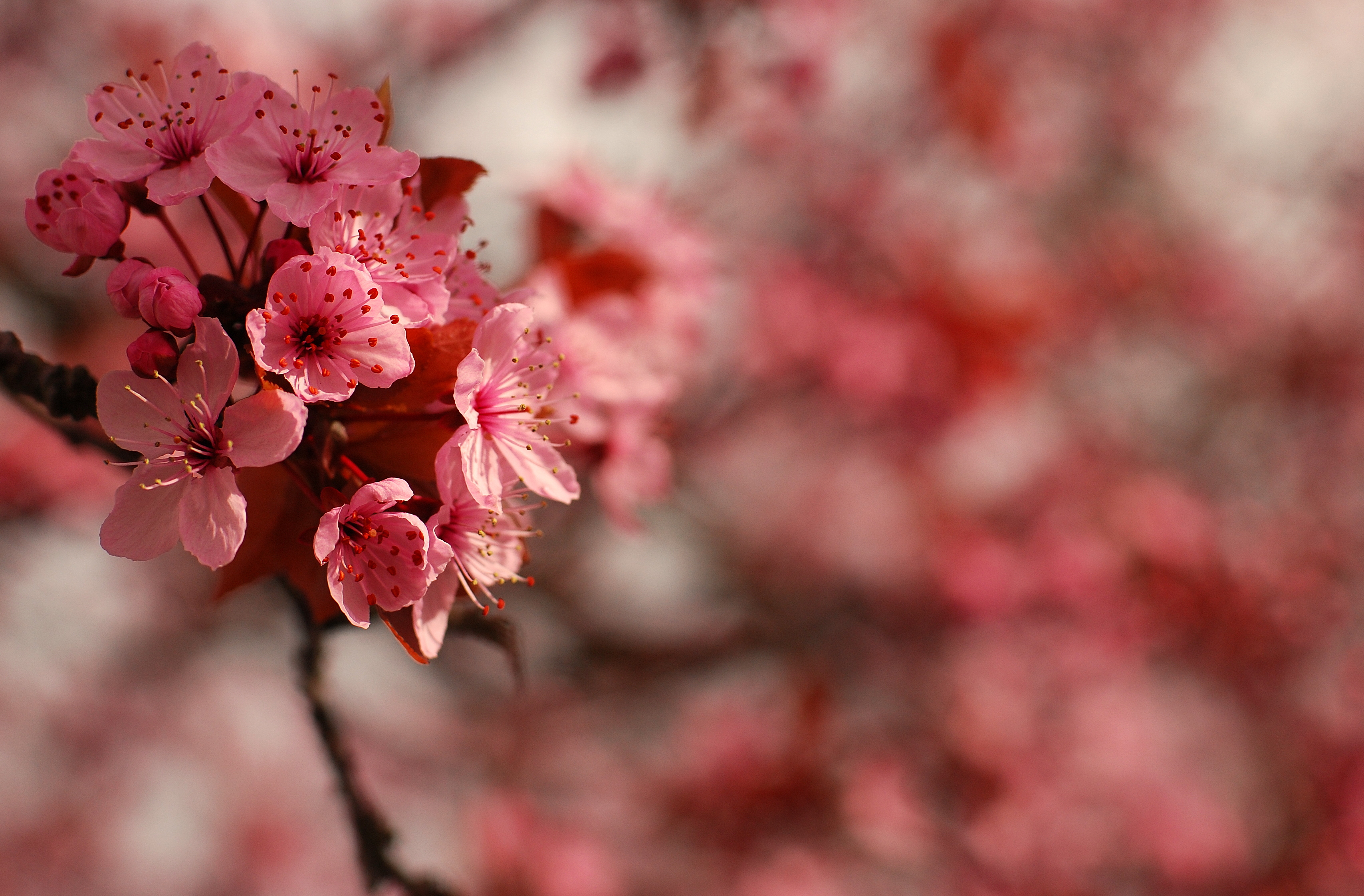 Download mobile wallpaper Blossom, Flowers, Earth for free.