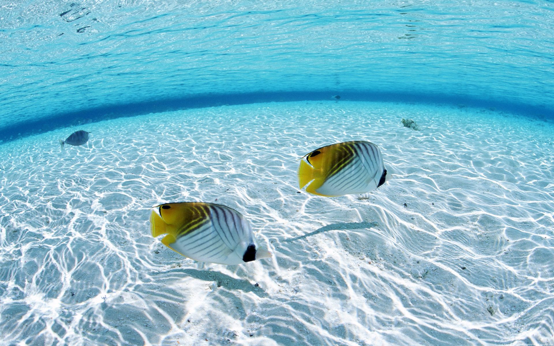 Free download wallpaper Animal, Fish, Butterflyfish on your PC desktop