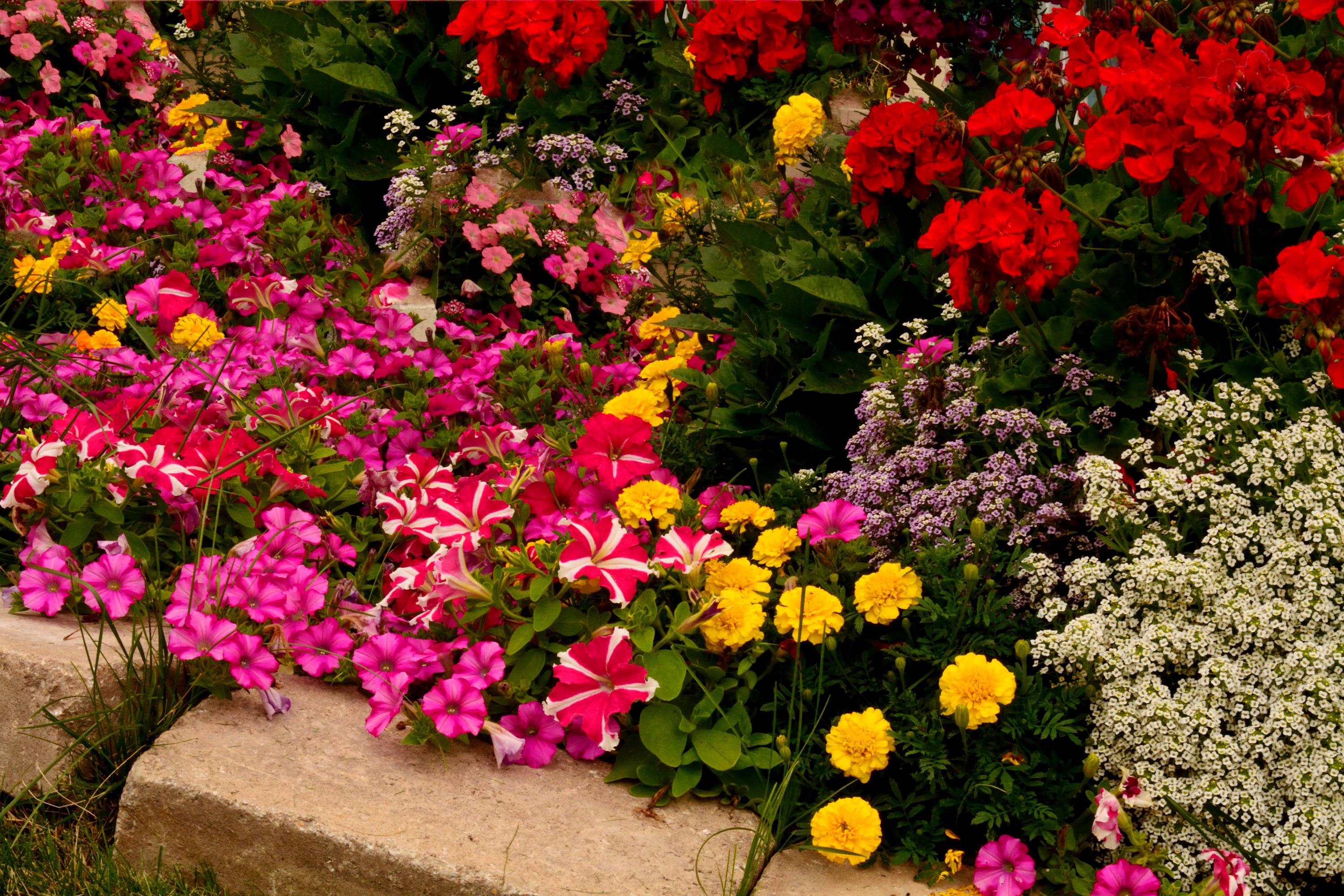 Descarga gratuita de fondo de pantalla para móvil de Flor, Flor Rosa, Jardín, Vistoso, Flor Amarilla, Flor Roja, Hecho Por El Hombre.