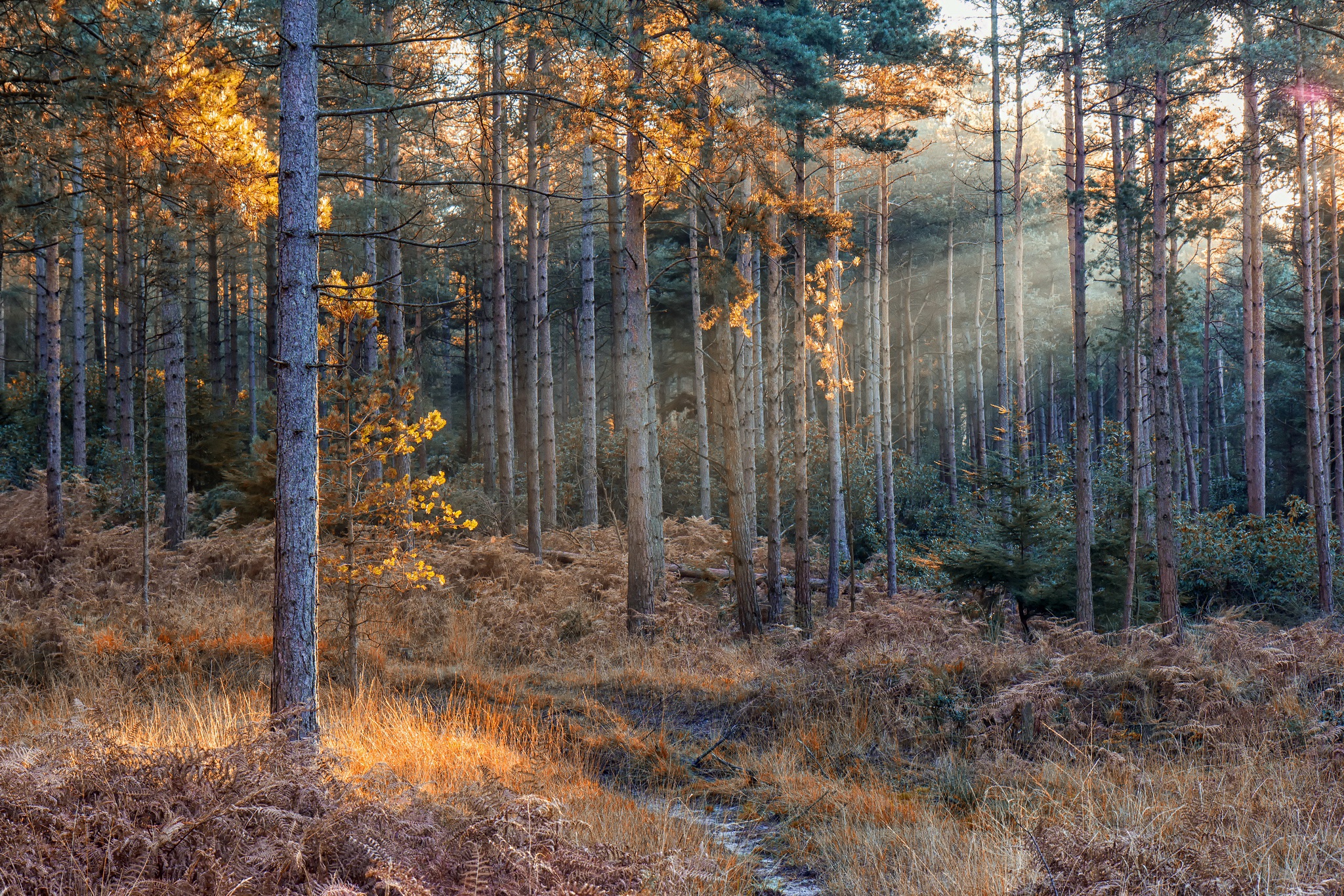 Handy-Wallpaper Natur, Herbst, Wald, Baum, Sonnenstrahl, Erde/natur kostenlos herunterladen.