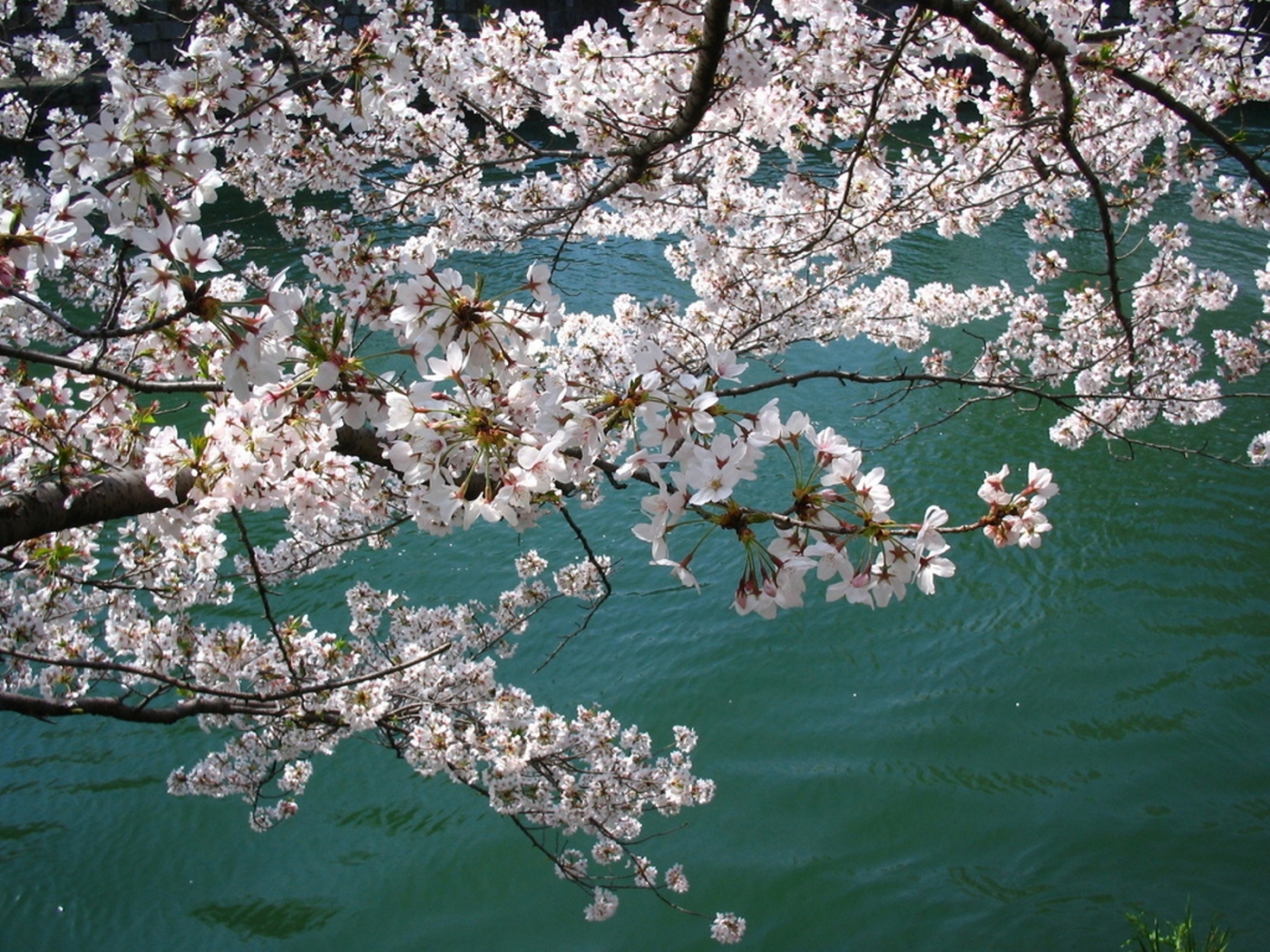 Free download wallpaper Flowers, Rivers, Landscape on your PC desktop