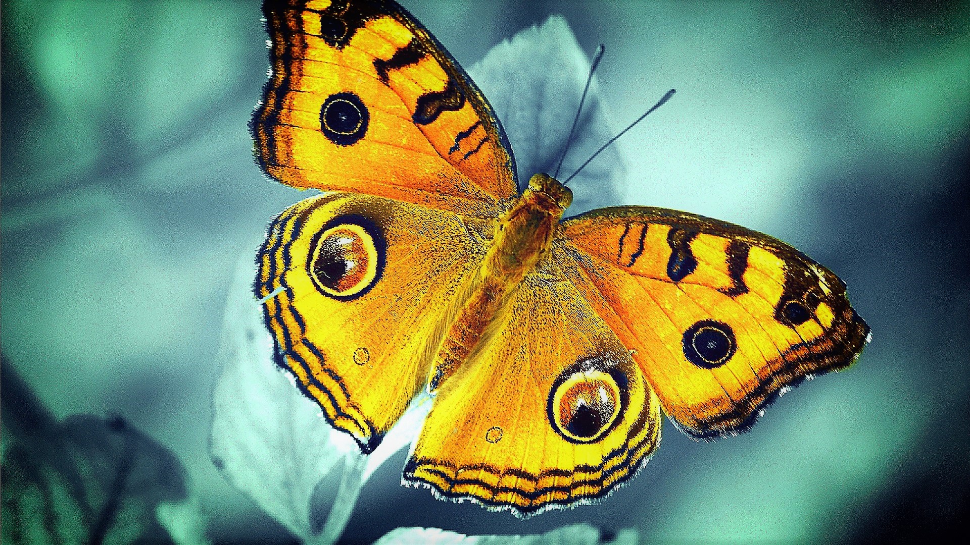 無料モバイル壁紙動物, 蝶, 黄色をダウンロードします。