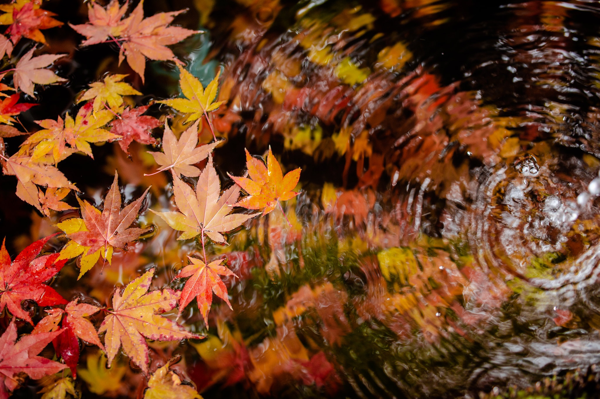 Descarga gratuita de fondo de pantalla para móvil de Naturaleza, Agua, Otoño, Hoja, Tierra/naturaleza.