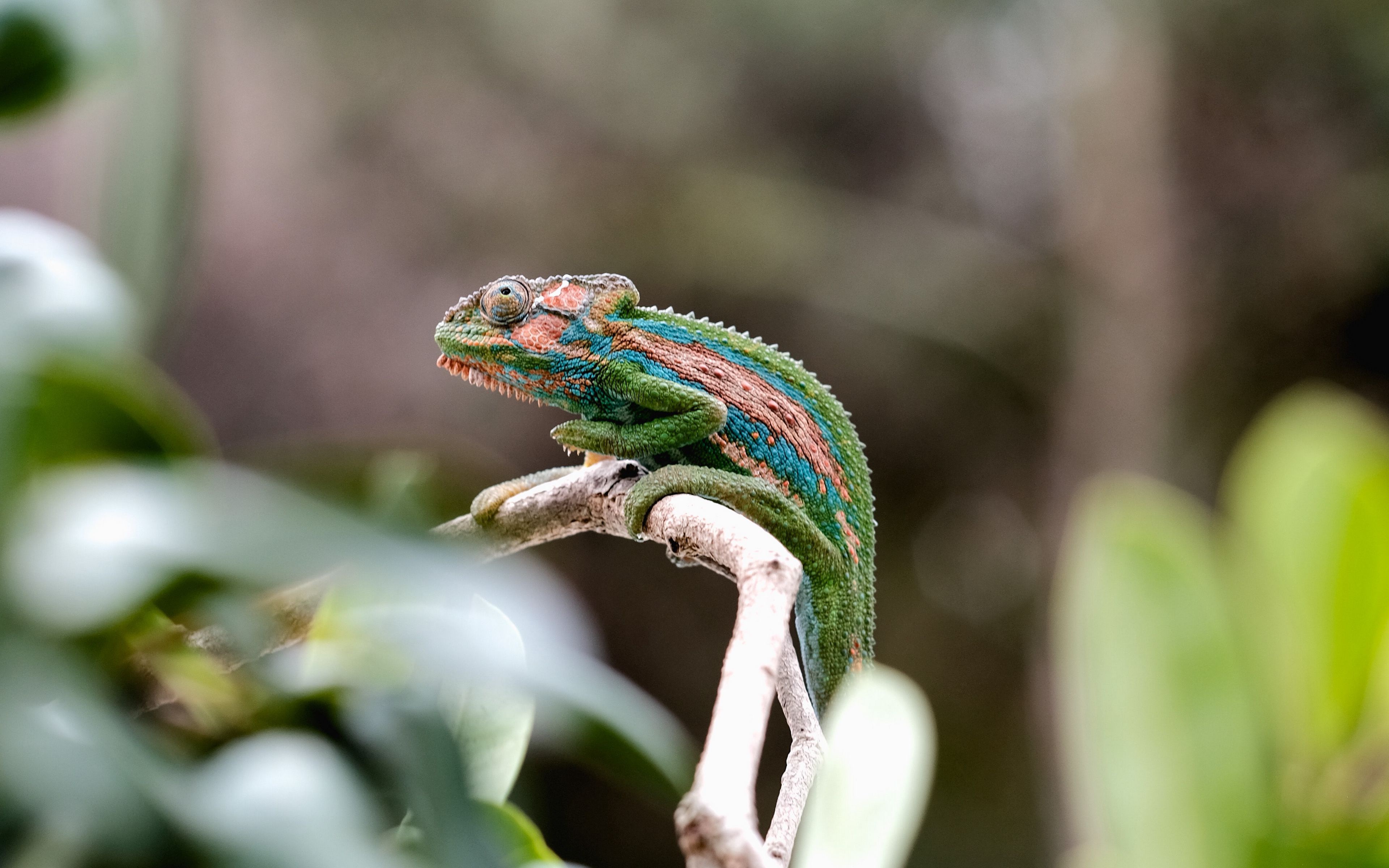 Download mobile wallpaper Branch, Animal, Reptile, Chameleon, Reptiles for free.