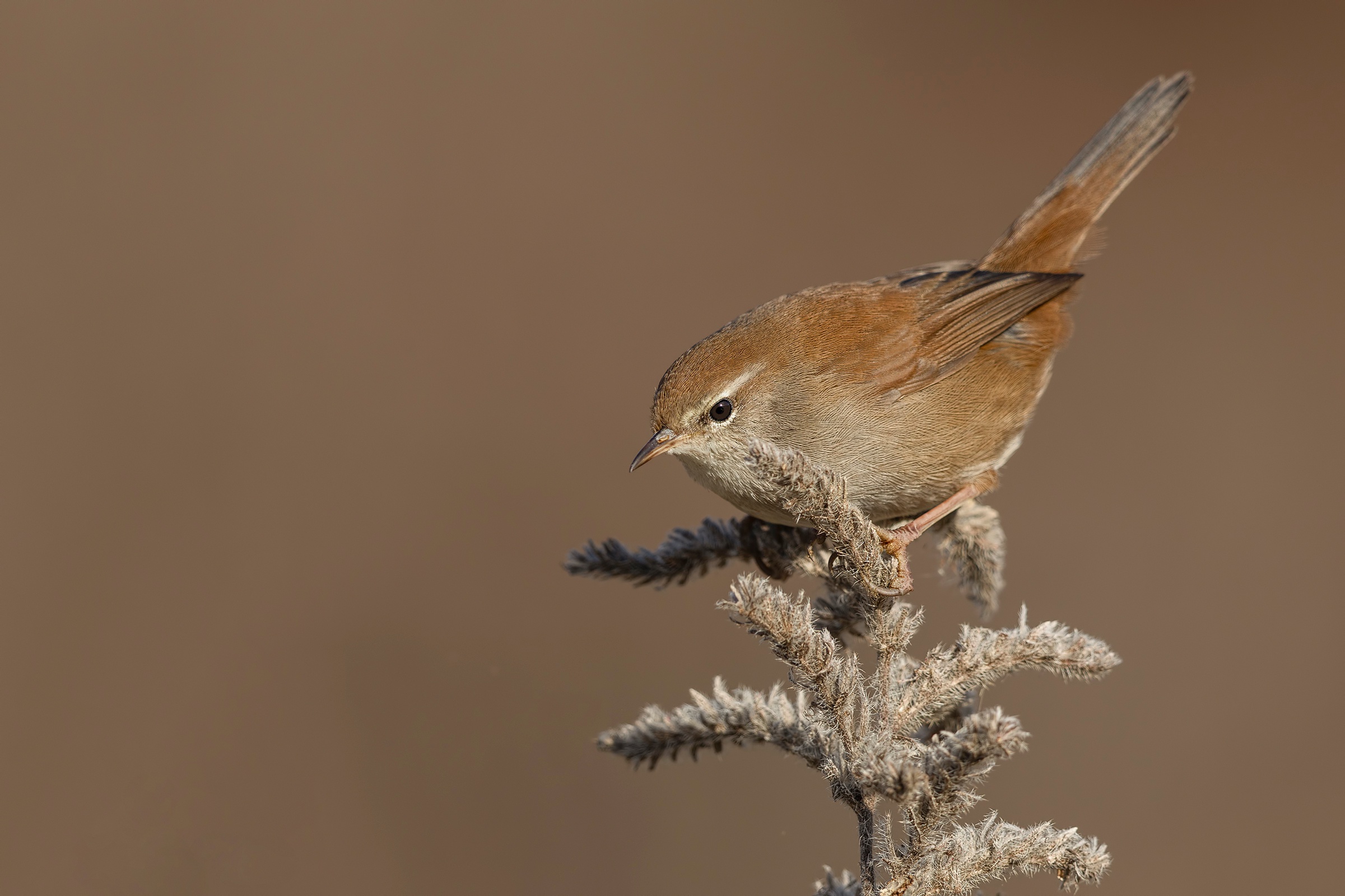 Download mobile wallpaper Birds, Bird, Animal, Warbler, Passerine for free.