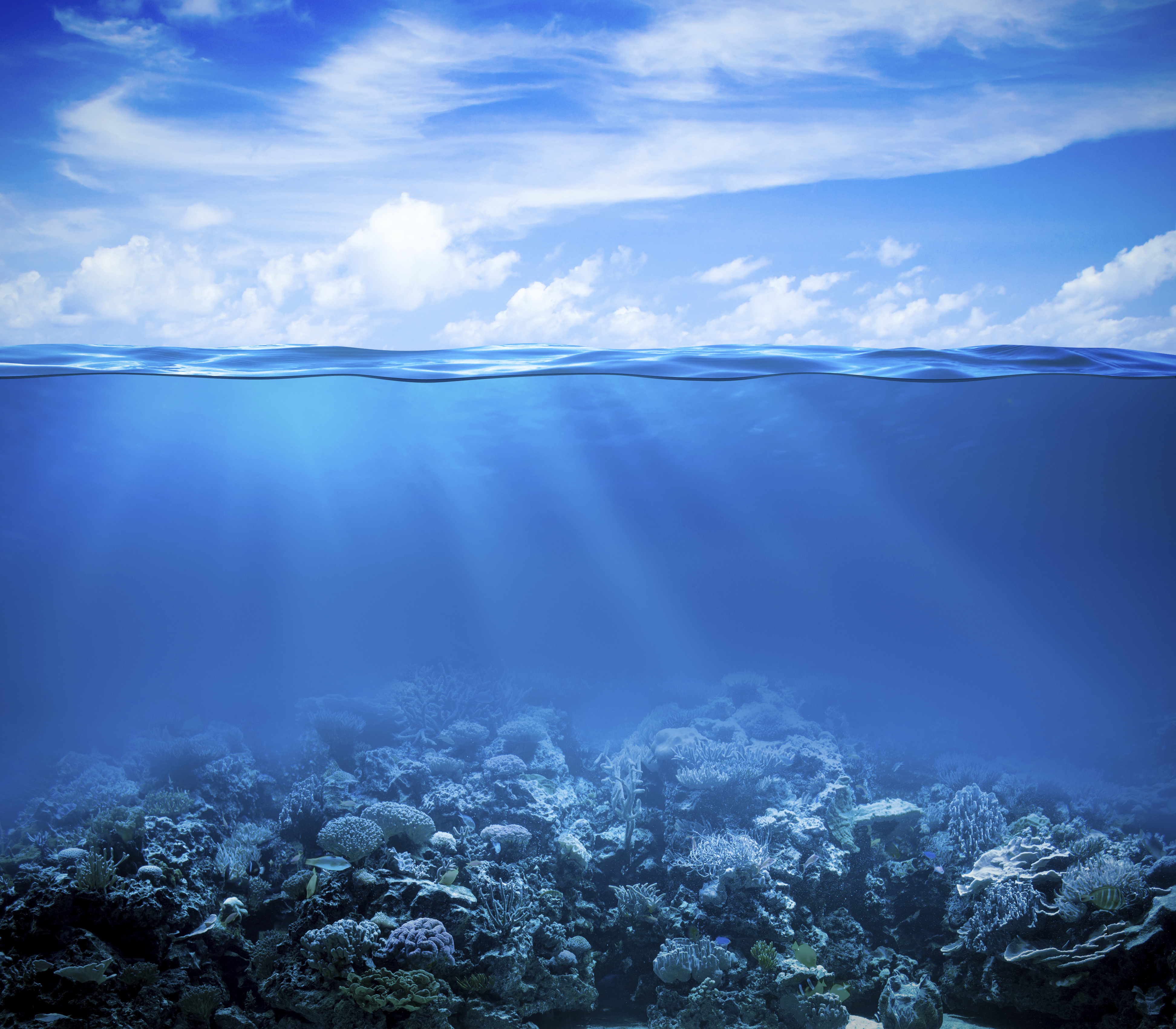 800718 скачать обои подводный, море, океан, коралловый, коралловый риф, животные - заставки и картинки бесплатно