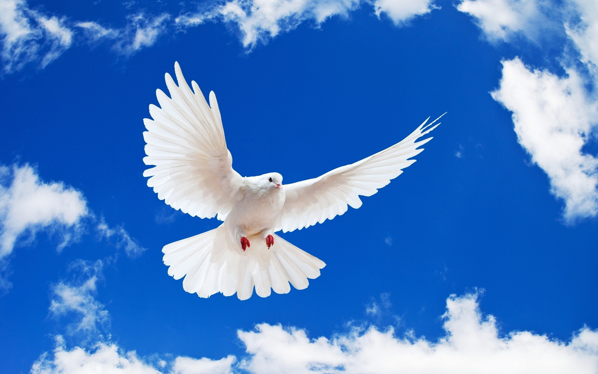 Download mobile wallpaper Animal, Dove for free.