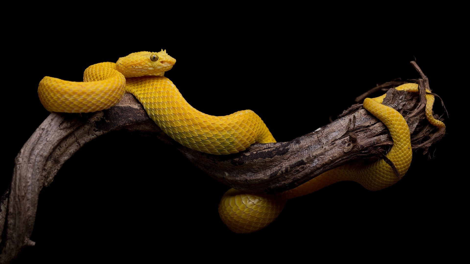 Download mobile wallpaper Branch, Animal, Reptile, Snake, Reptiles, Viper for free.
