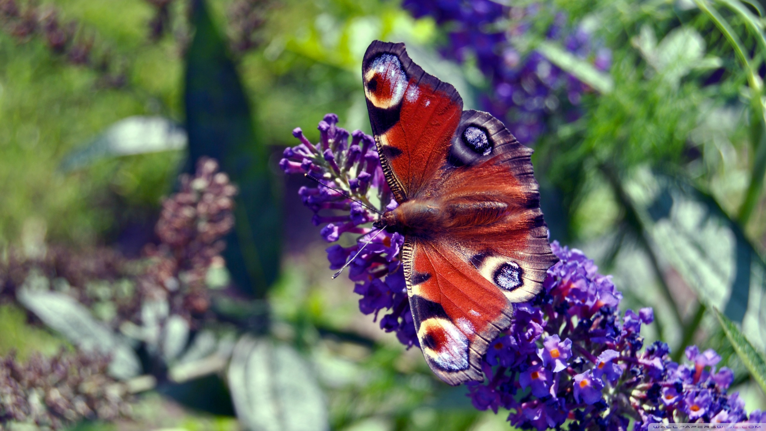 Free download wallpaper Butterfly, Animal on your PC desktop