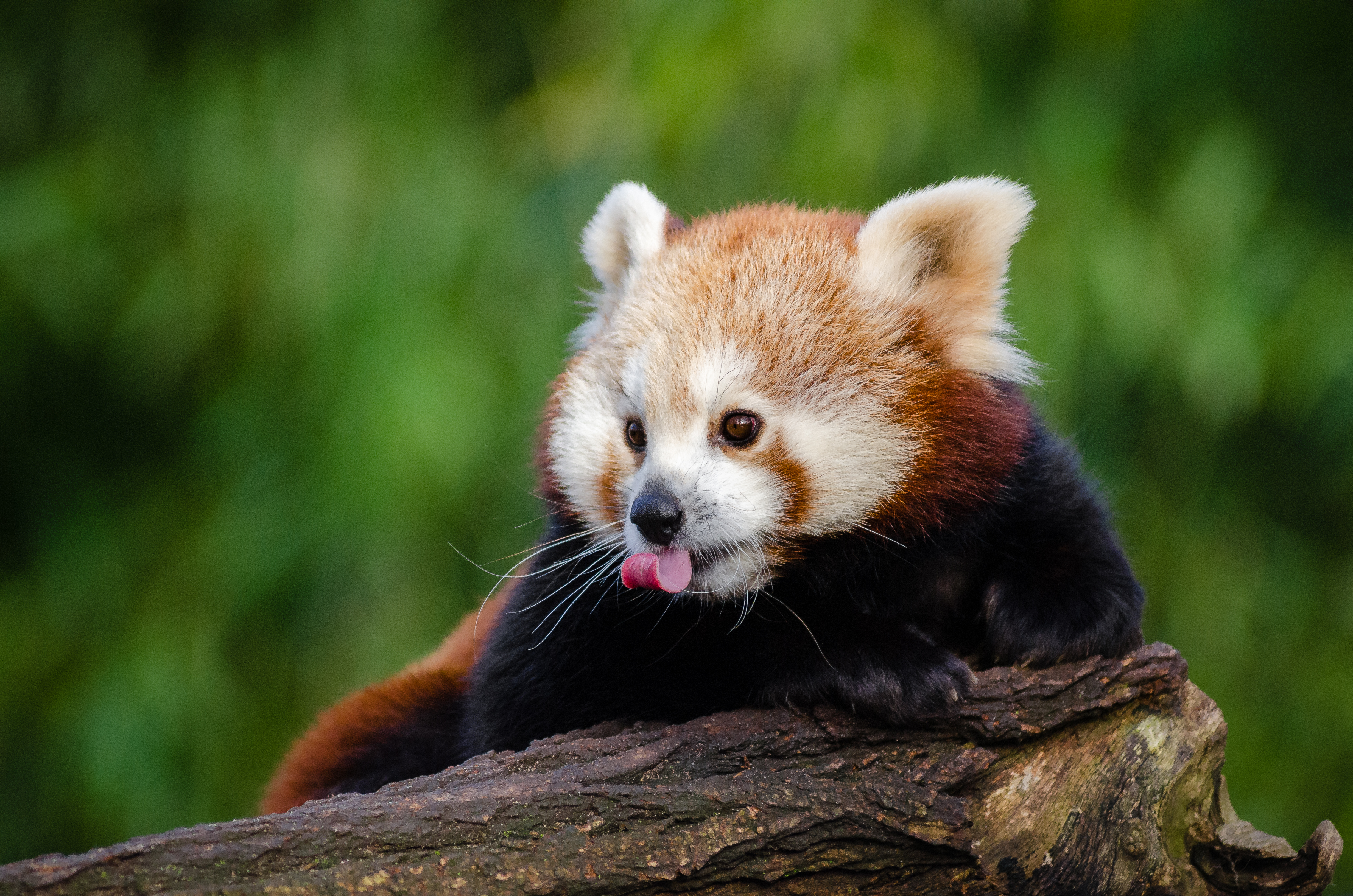 Descarga gratuita de fondo de pantalla para móvil de Animales, Panda Rojo, Difuminado.