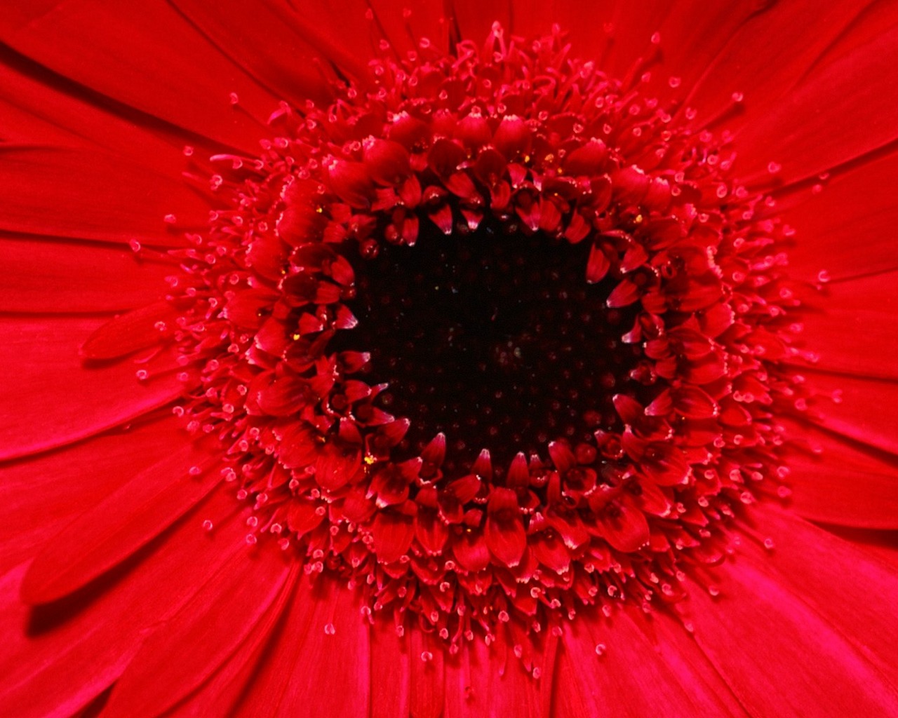Free download wallpaper Flower, Earth, Gerbera on your PC desktop