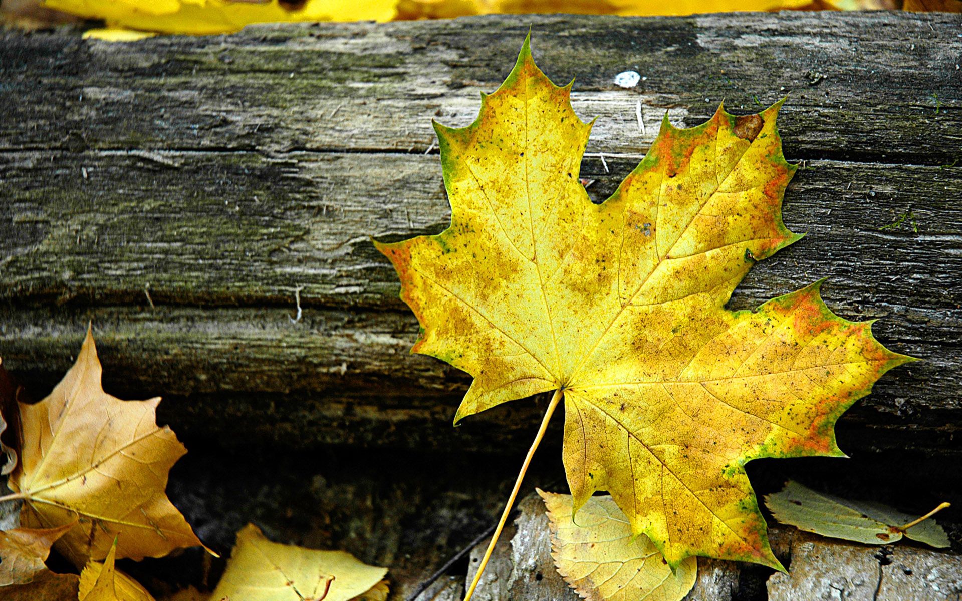 Free download wallpaper Nature, Log, Sheet, Leaf, Grey, Maple, Autumn on your PC desktop