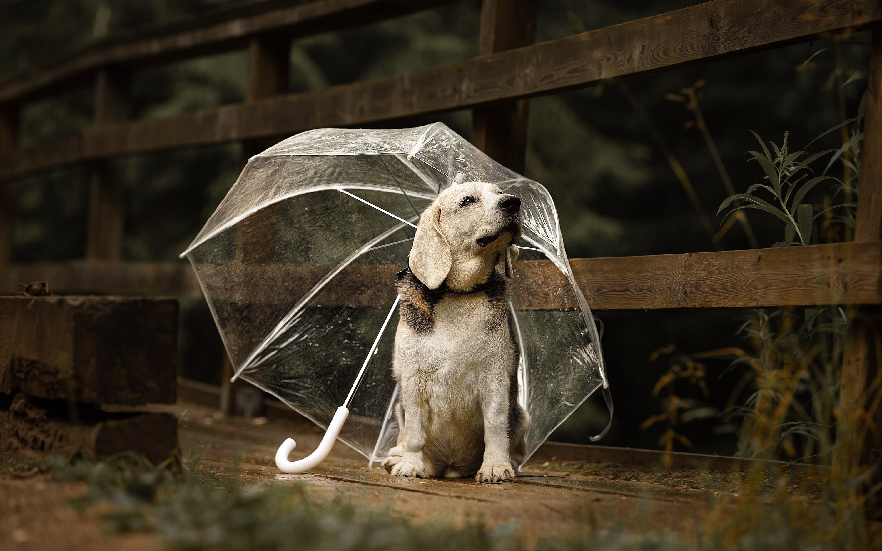 Handy-Wallpaper Tiere, Hunde, Hund, Welpen, Regenschirm, Labrador Retriever, Tierbaby kostenlos herunterladen.