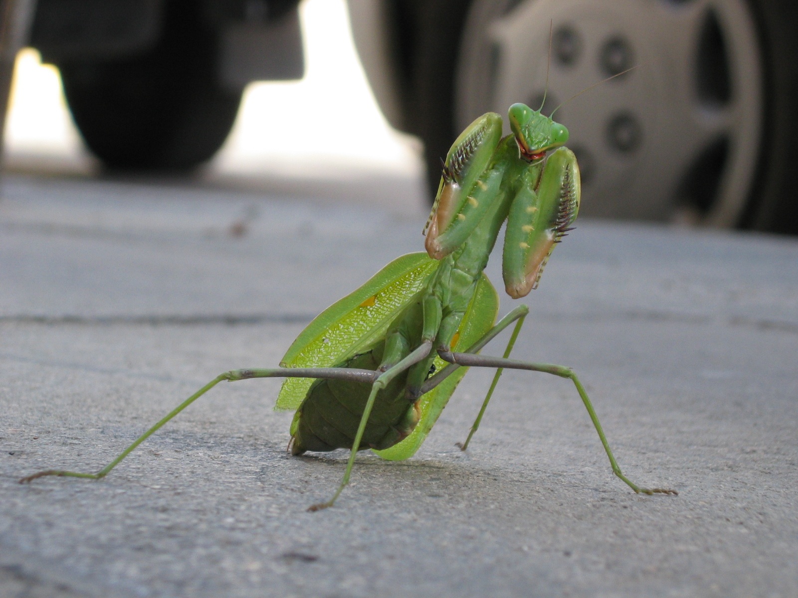 animal, praying mantis, insects