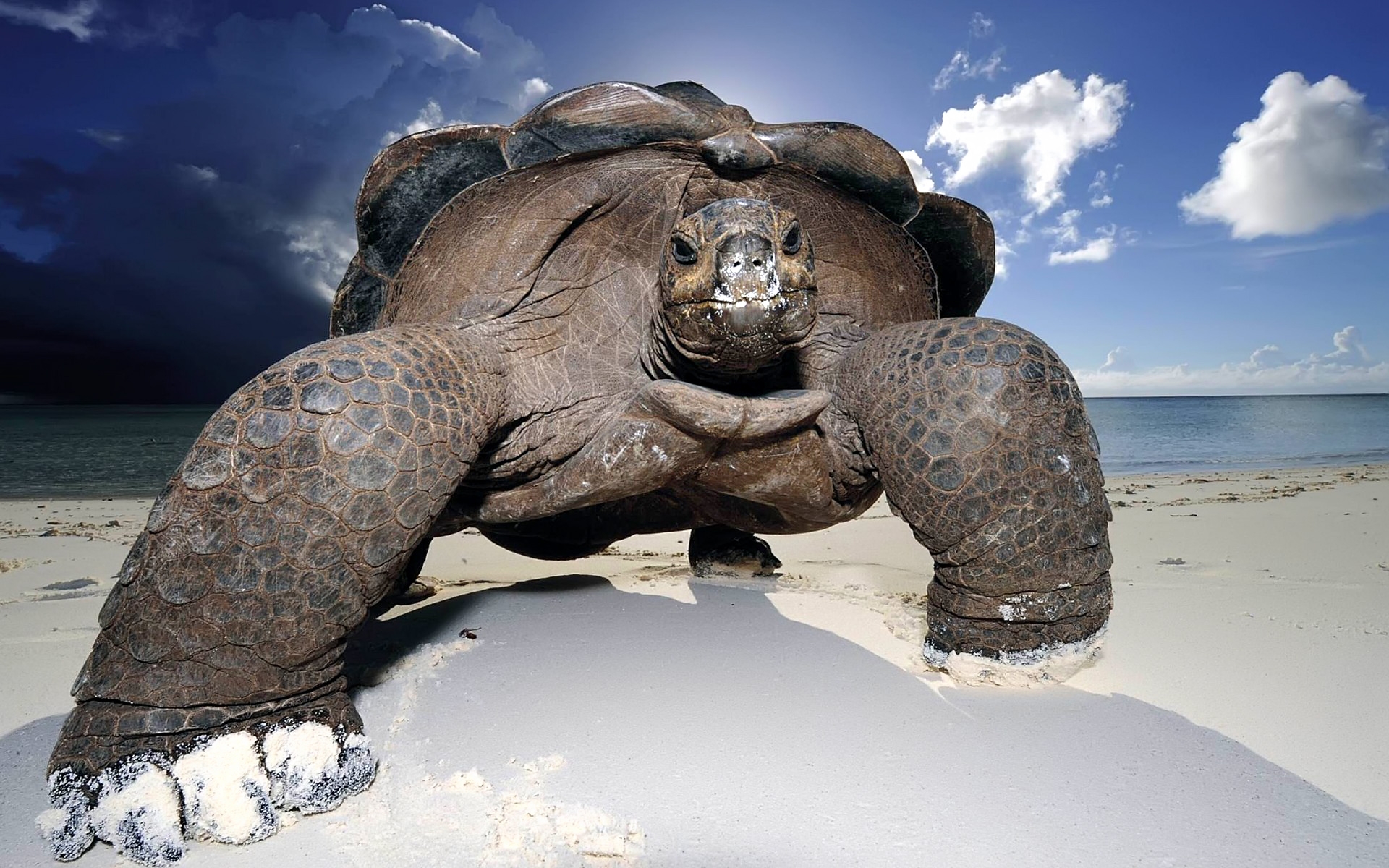 263612 télécharger le fond d'écran animaux, tortues terrestres, tortues - économiseurs d'écran et images gratuitement