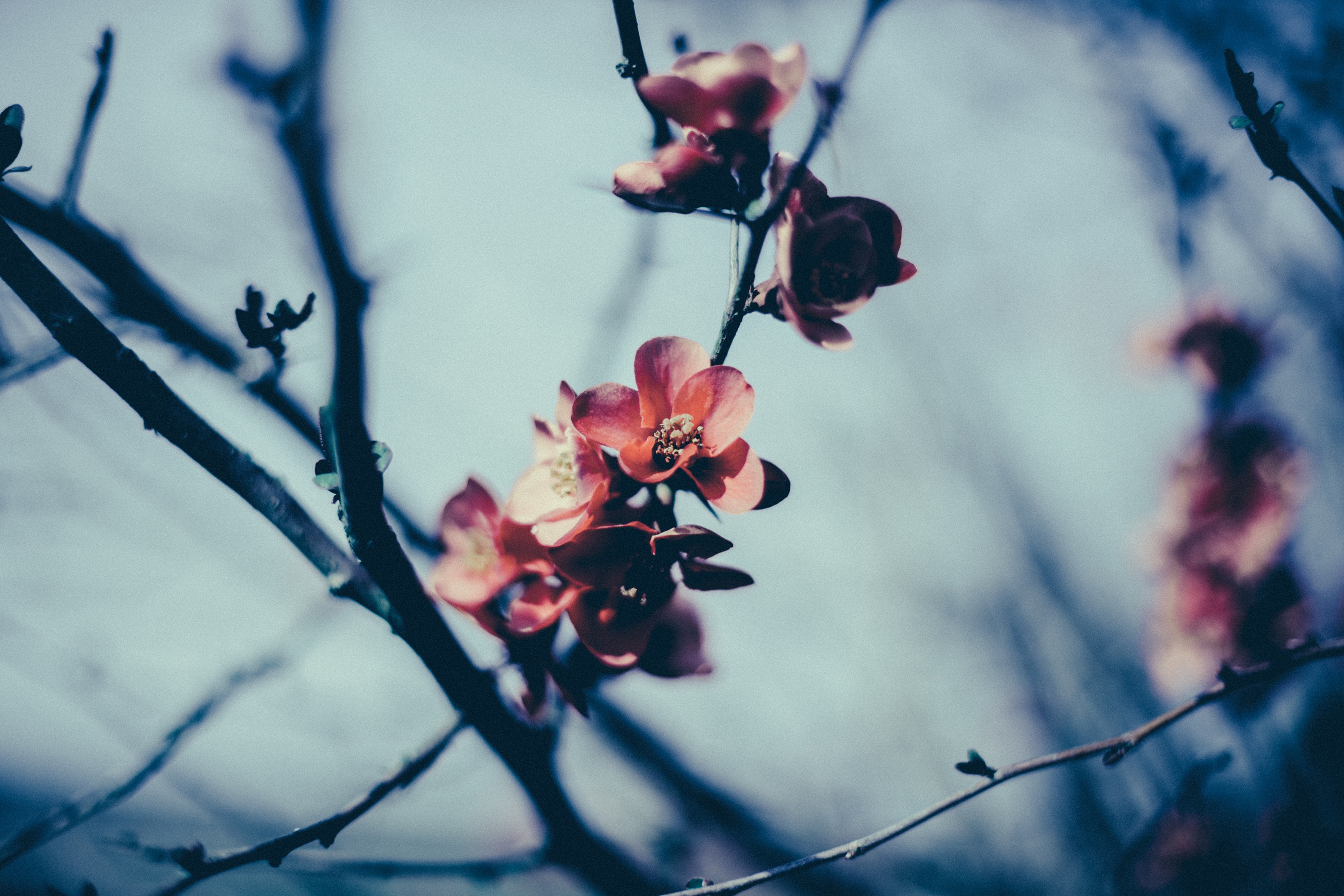 無料モバイル壁紙ブランチ, 枝, 咲く, フラワーズ, 開花, 春をダウンロードします。