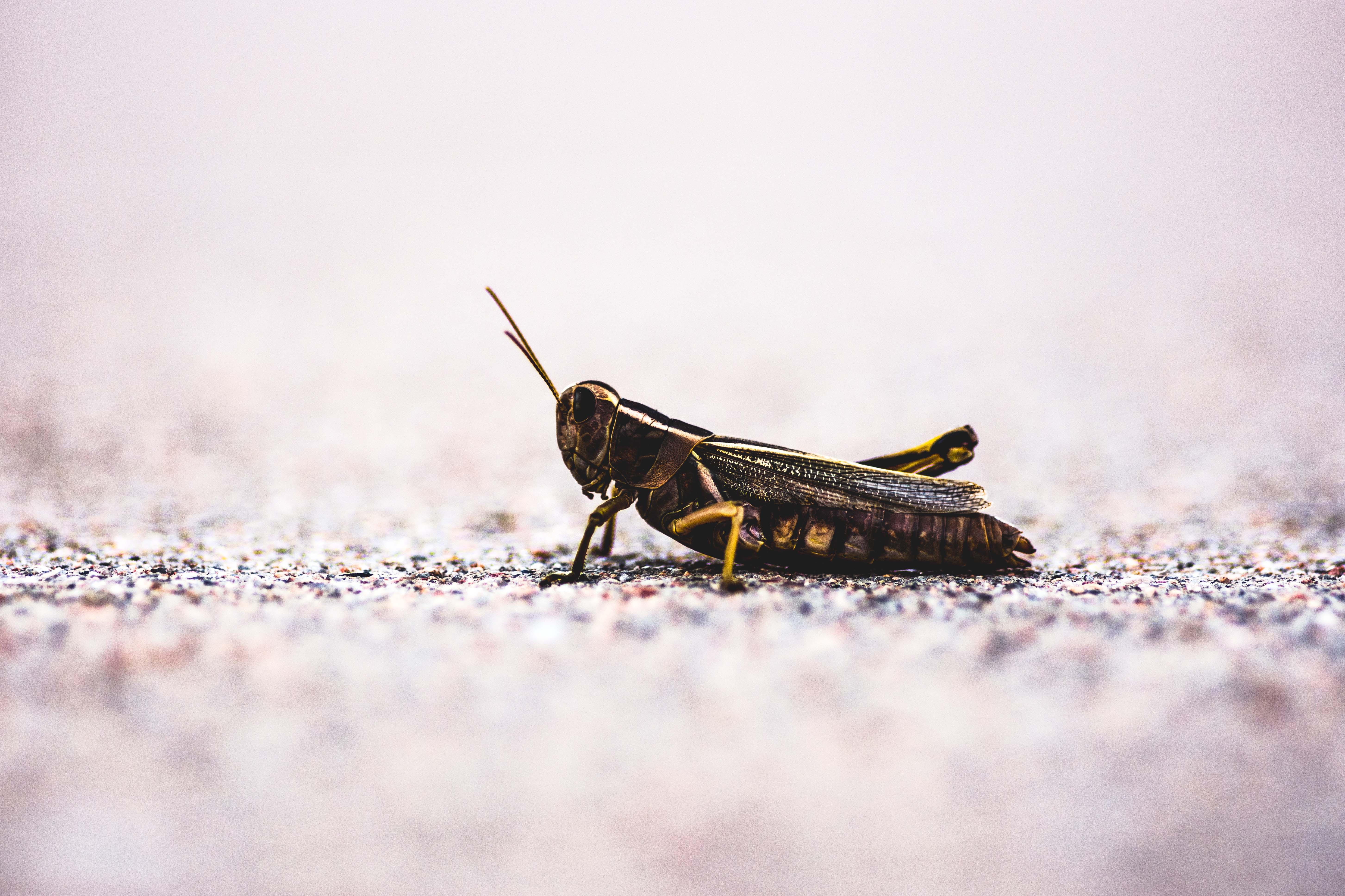 Free download wallpaper Blur, Insect, Animal, Grasshopper on your PC desktop