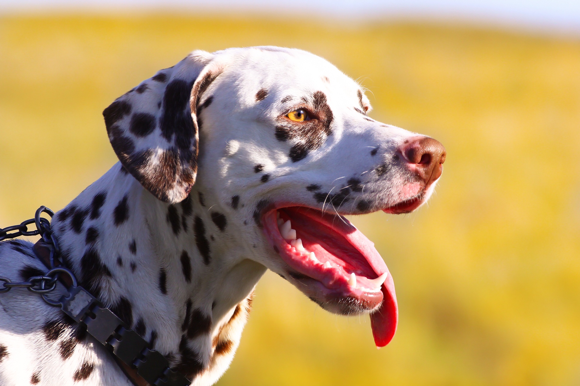 Handy-Wallpaper Tiere, Hunde, Hund, Dalmatiner kostenlos herunterladen.